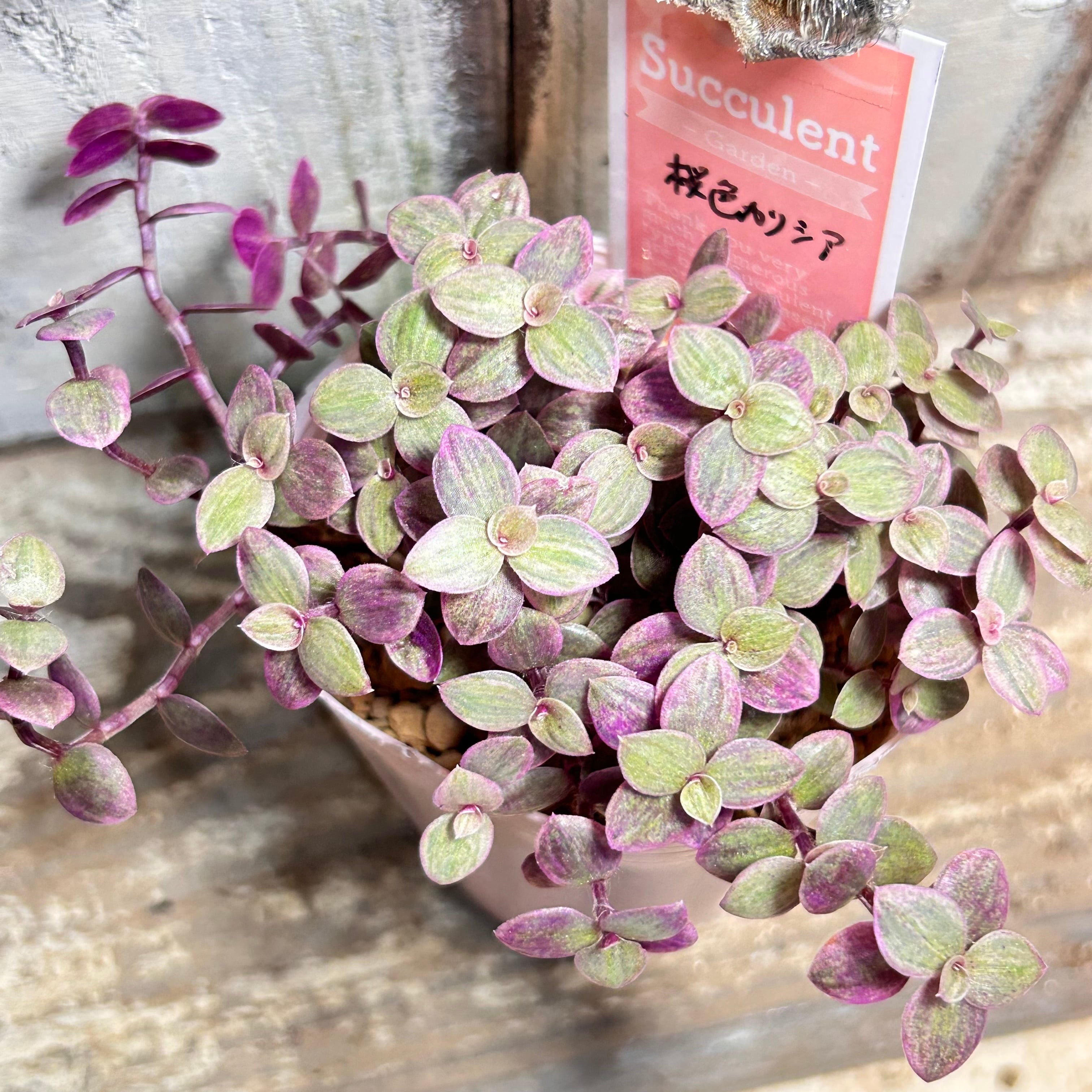 多肉植物❤️アエオニウム錦❤️ウエディングドレス❤️ ウェディングドレス錦 アエオニウム | RuPo 多肉植物専門店