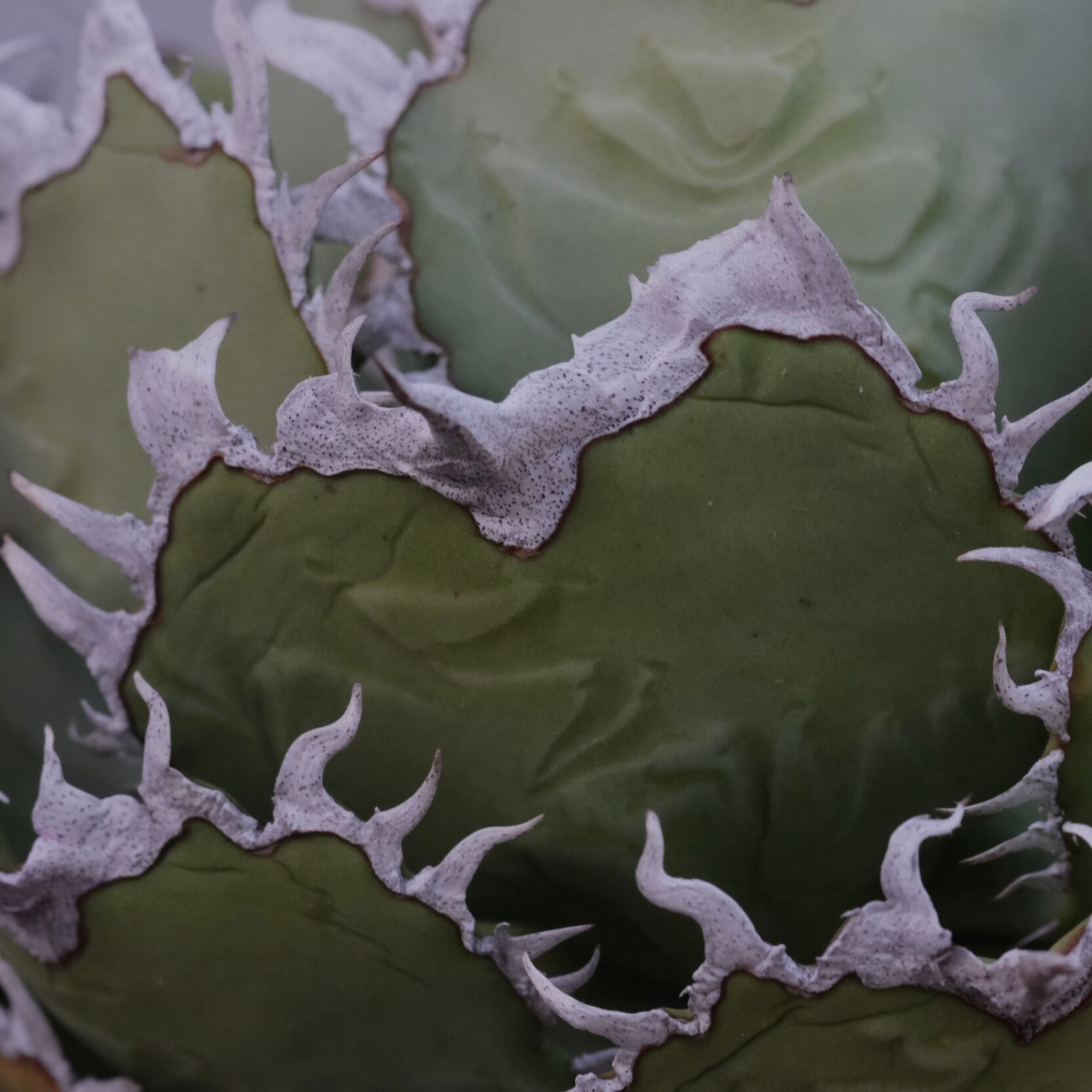 大株）Agave titanota Wabi フィリグリー ф16cm | wabi