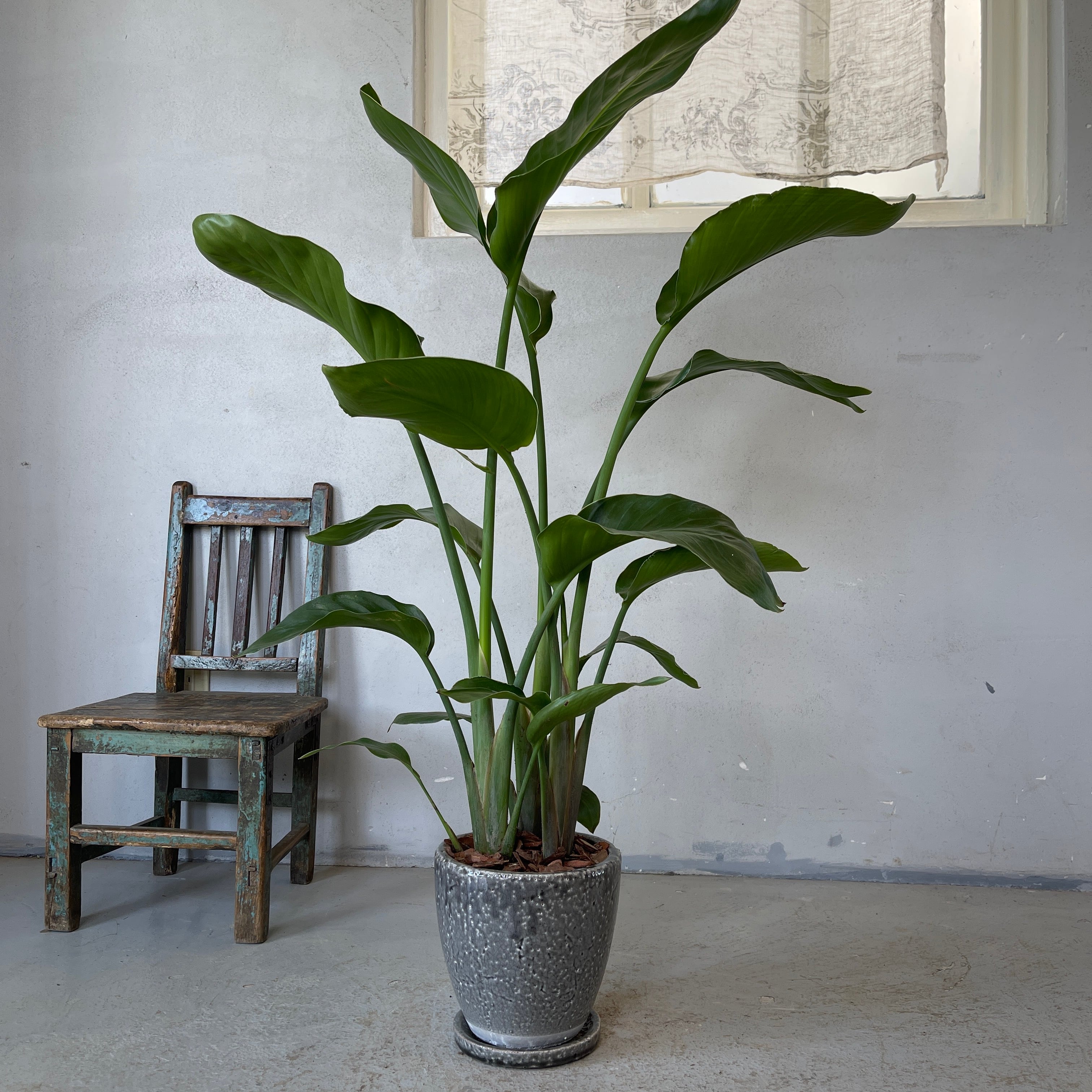 大型　ストレリチア　ニコライ　オーガスタ　カラテア寄せ植え陶器鉢　植え込み発送