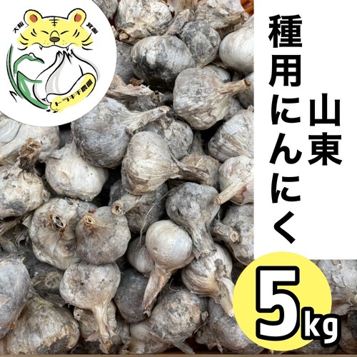 【種用にんにく】 山東にんにく　２０２５年秋植え付け分　M～Lサイズ混合　５kg分