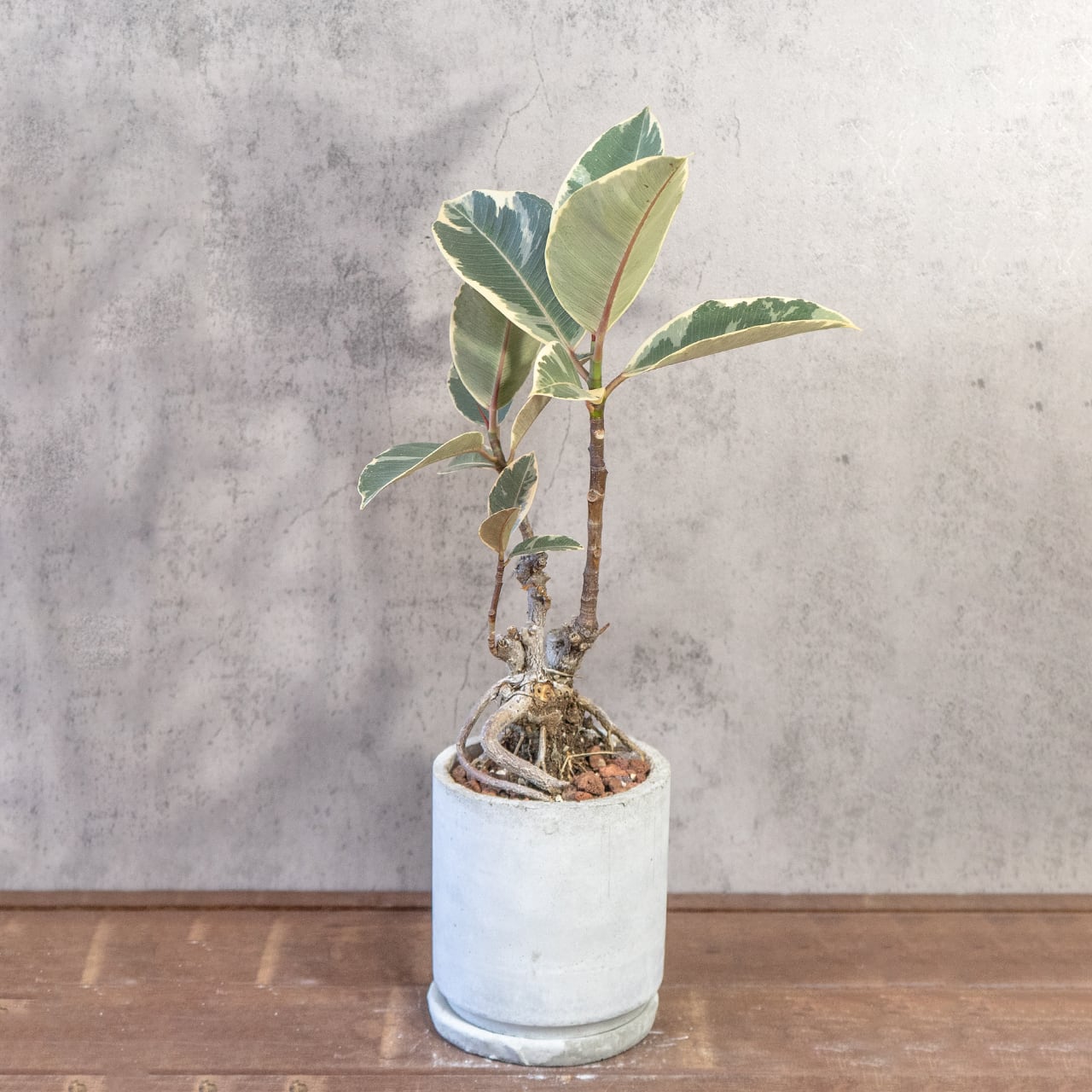 レア株|フィカス・ティネケ|絡み合う根元とトリコロールの葉が美しい観葉植物【モルタル鉢/個性派インテリアグリーン】