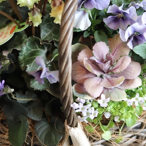 冬から春に楽しむ寄せ植え　シクラメン森の妖精とNorthIslandビオラのシャビームラサキカラーのハボタンのバスケットの寄せ植え　お正月にオススメ　届いてすぐ玄関に飾れる 　プレゼントにもオススメ　
