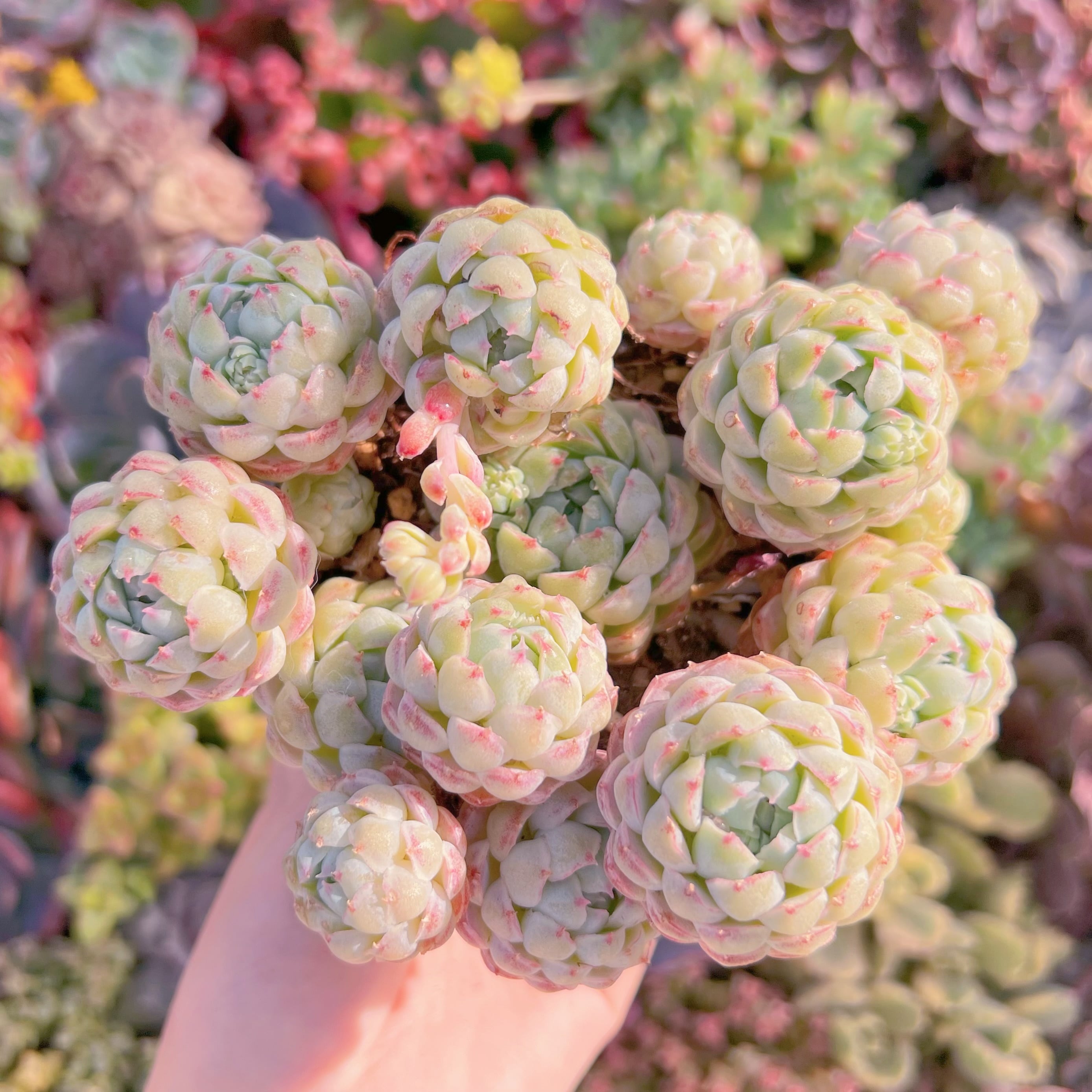 現品　ハチミツボール#K024　大群生　新入荷　るる農園