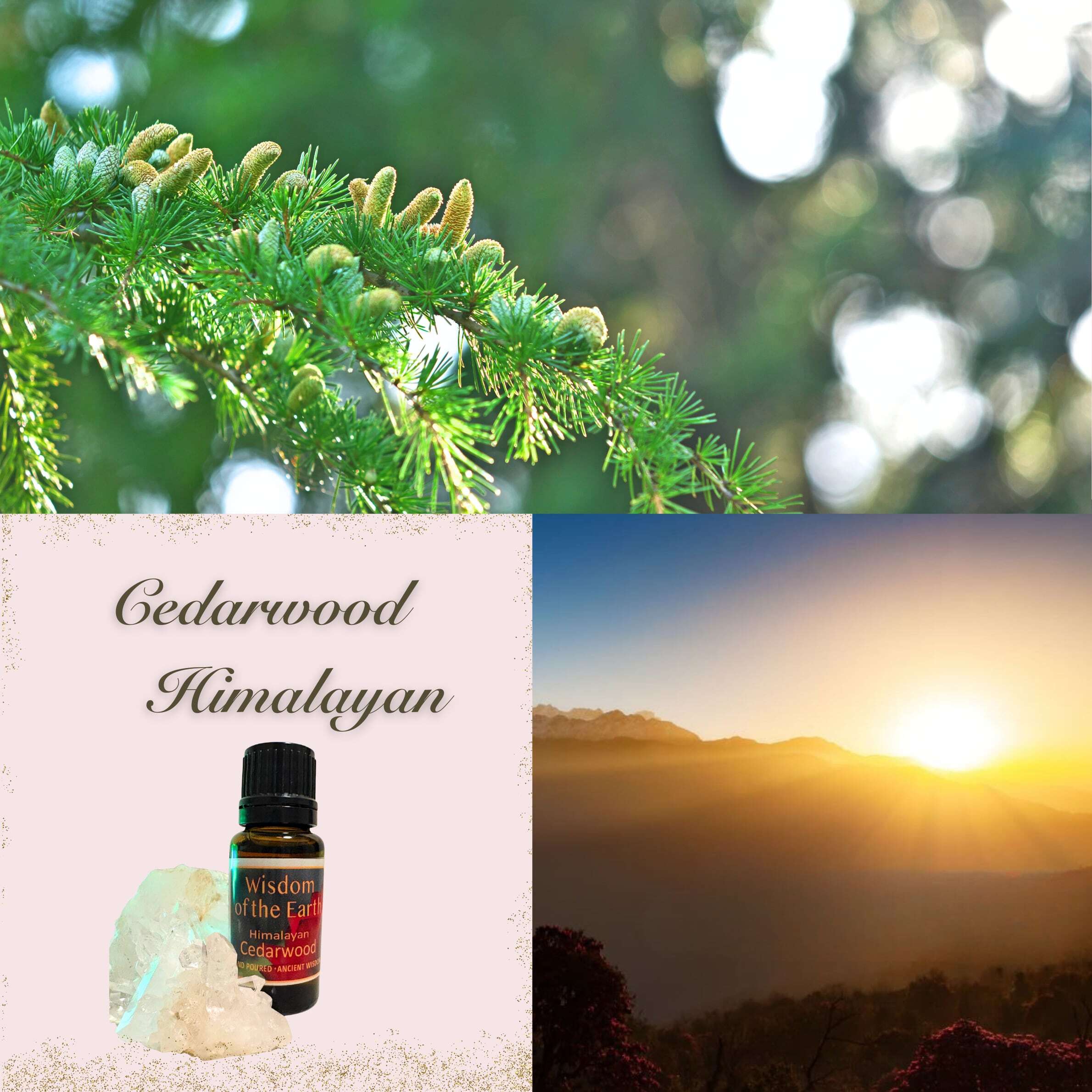 シダーウッドヒマラヤ（15ml）