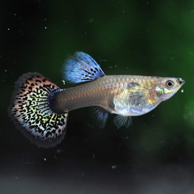 レッドドラゴン 2ペア