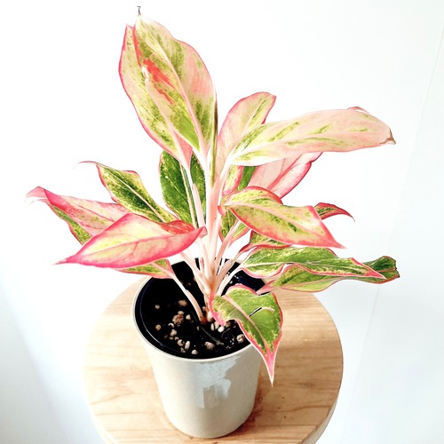 アグラオネマ サイアムオーロラオレンジ 観葉植物 calm cafe