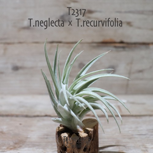 【送料無料】neglecta × recurvifolia 〔エアプランツ〕現品発送T2317