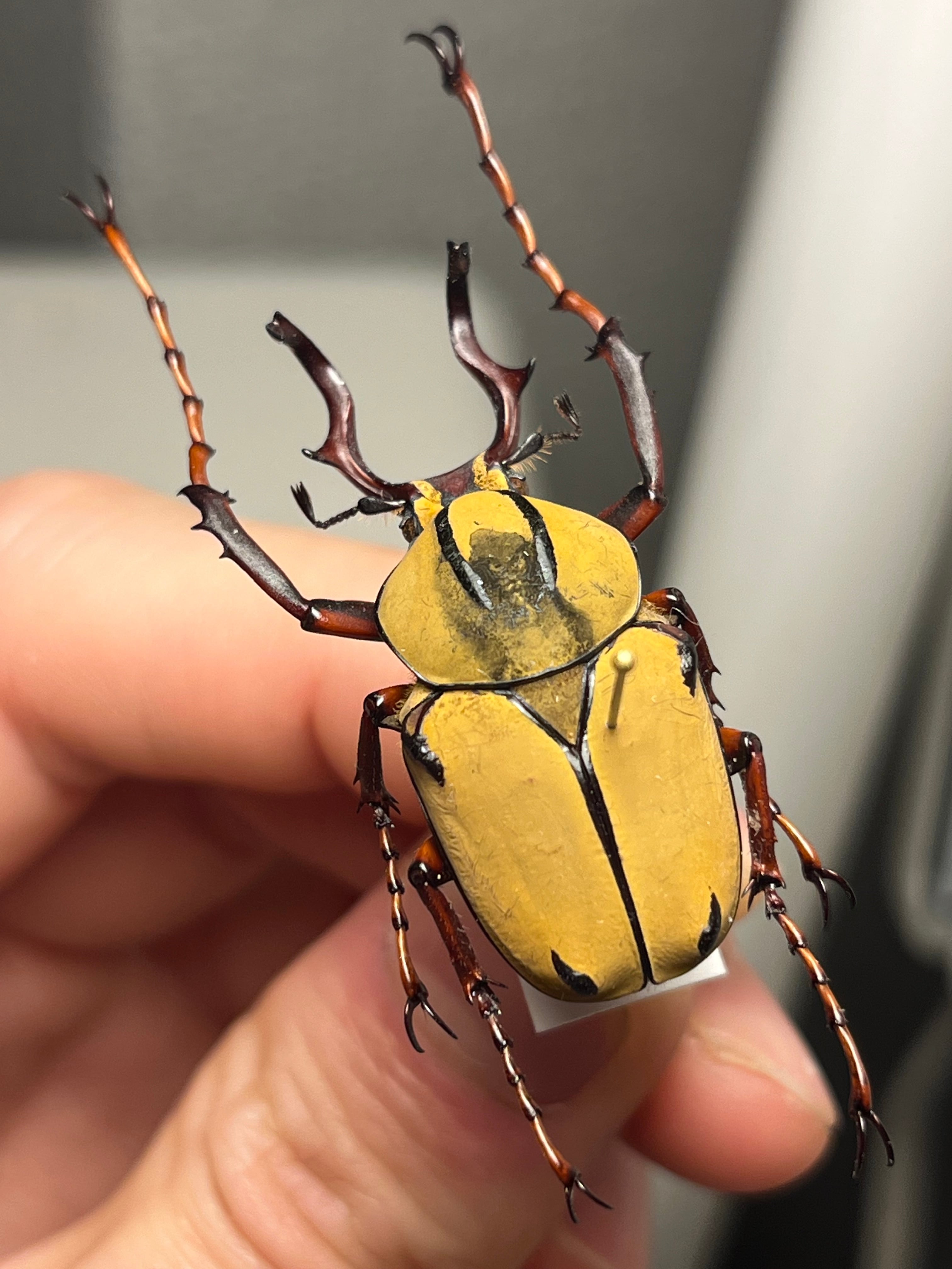 56mm】インカツノコガネ メキシコ産 昆虫標本 ハナムグリ