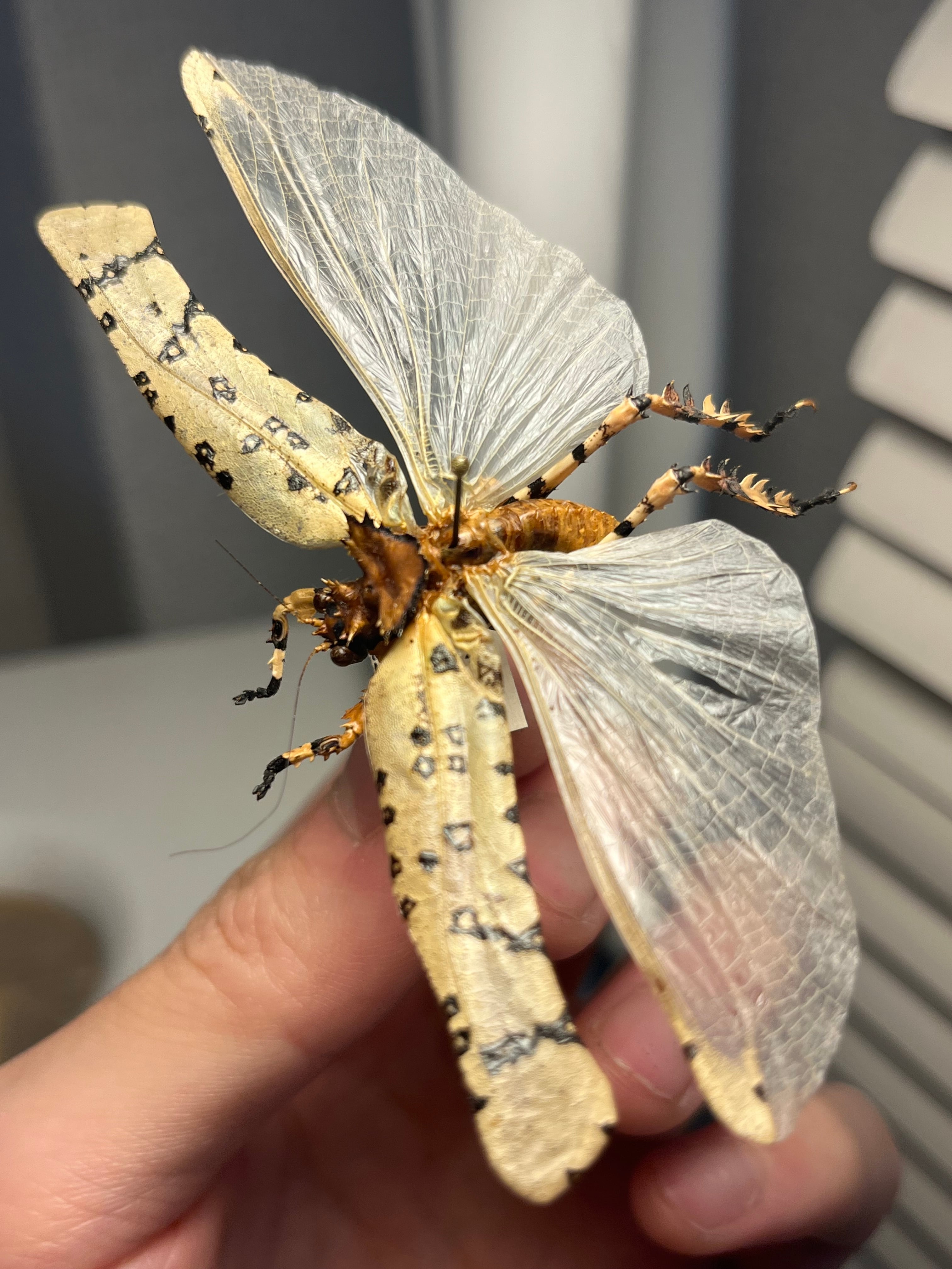 直翅類 | オモニキチュウ