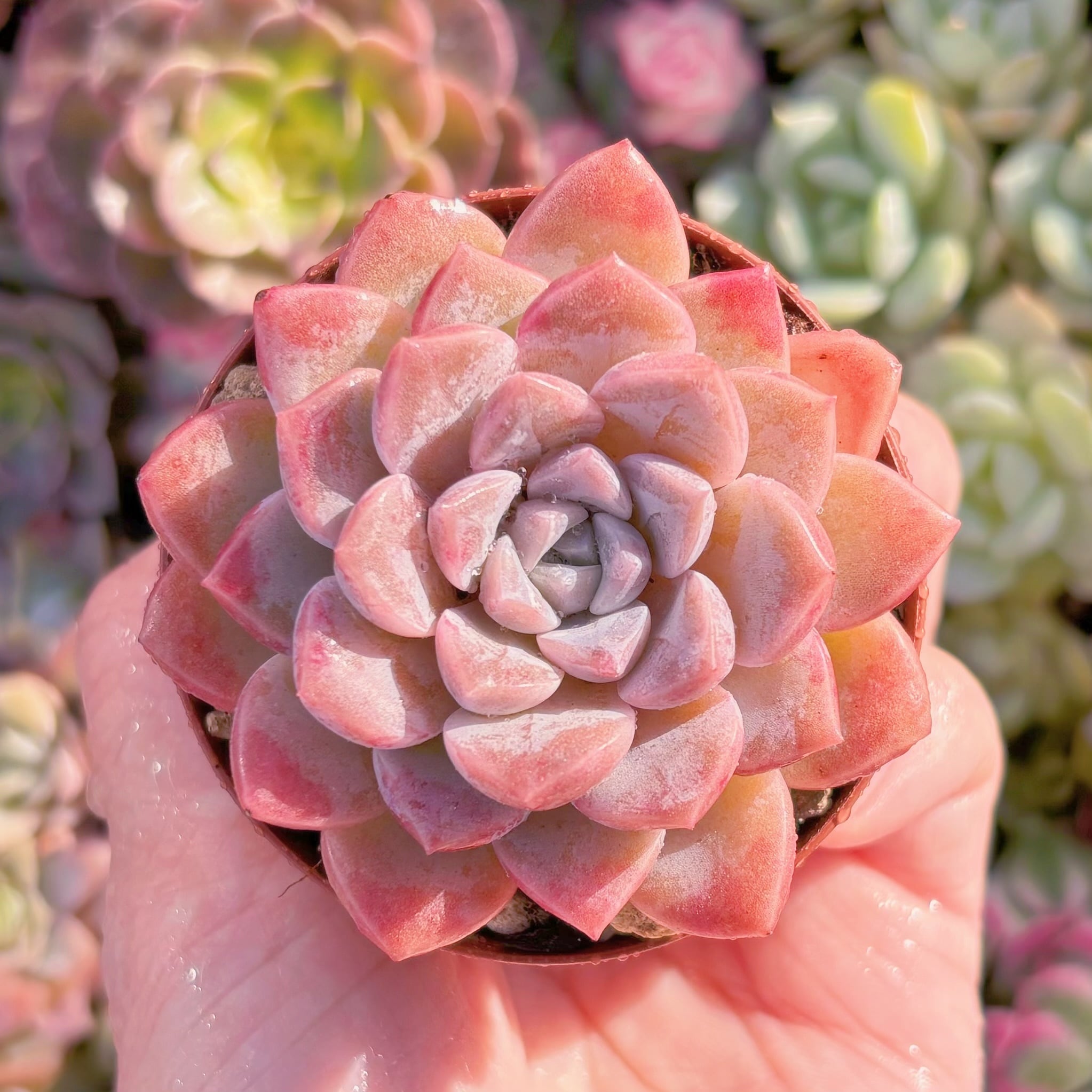 現品　Echeveria白鷺#1008　るる農園