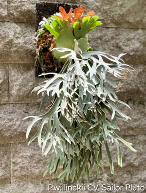 P.willinckii cv. Sailor Pluto【artPLANTs/PLANTS GARAGE 】ビカクシダ/Platycerium