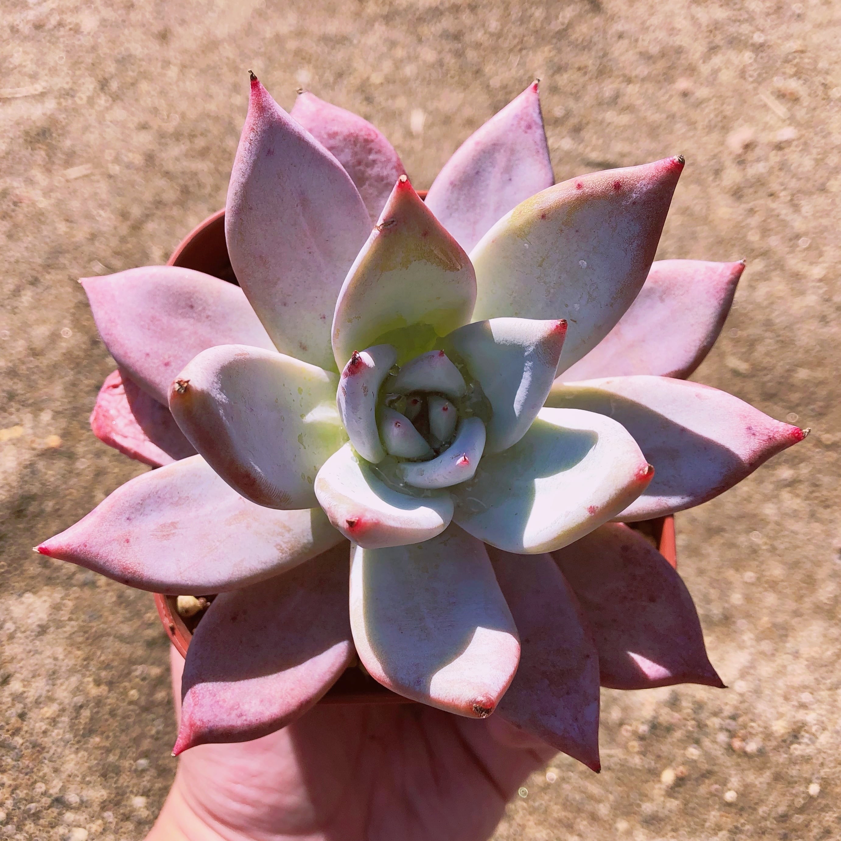 多肉植物　メキシコジャイアント　