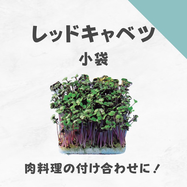 レッドキャベツ　小袋　スプラウト