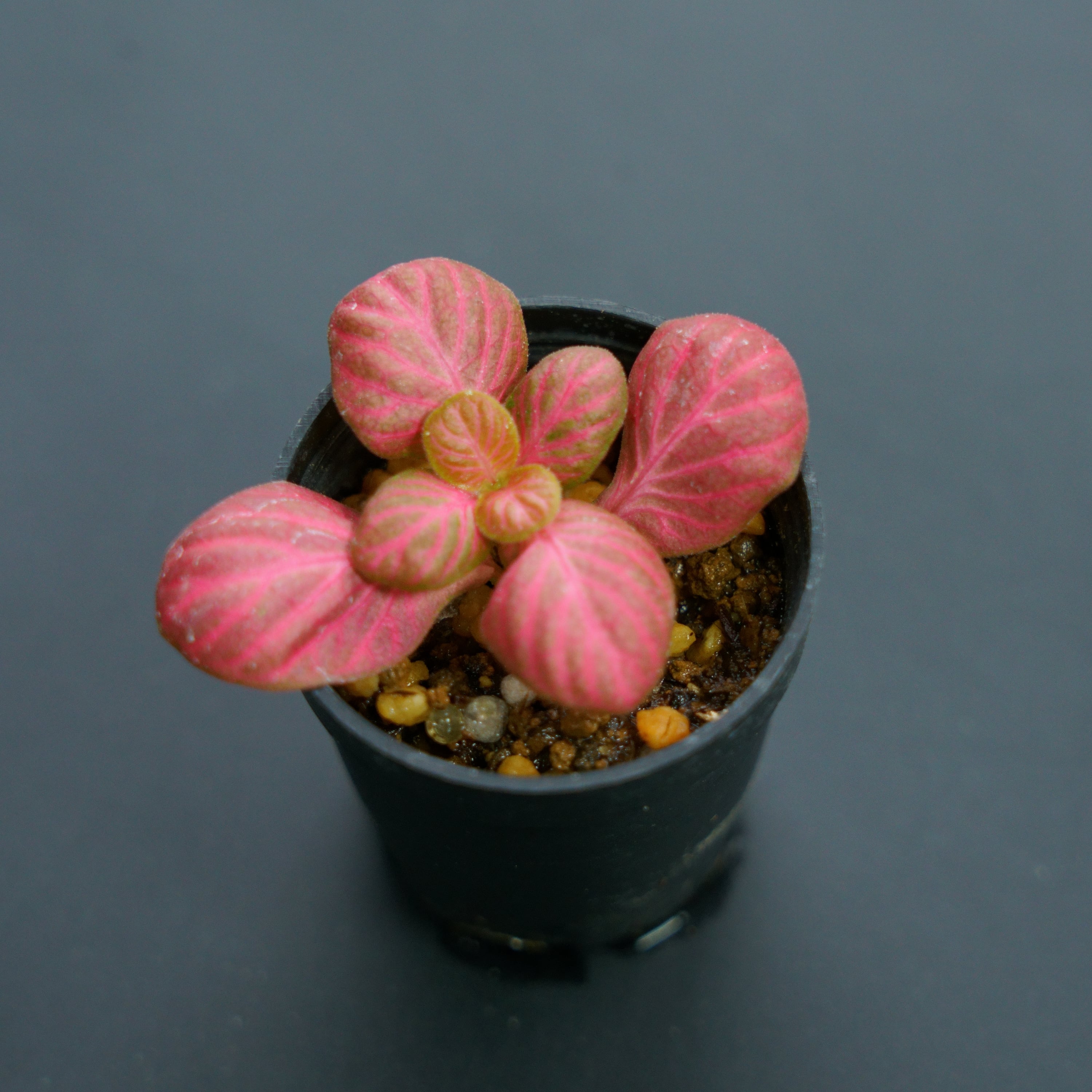 フィットニア ピンクスペシャル（紅 - KURENAI） | 栽培苔と苔