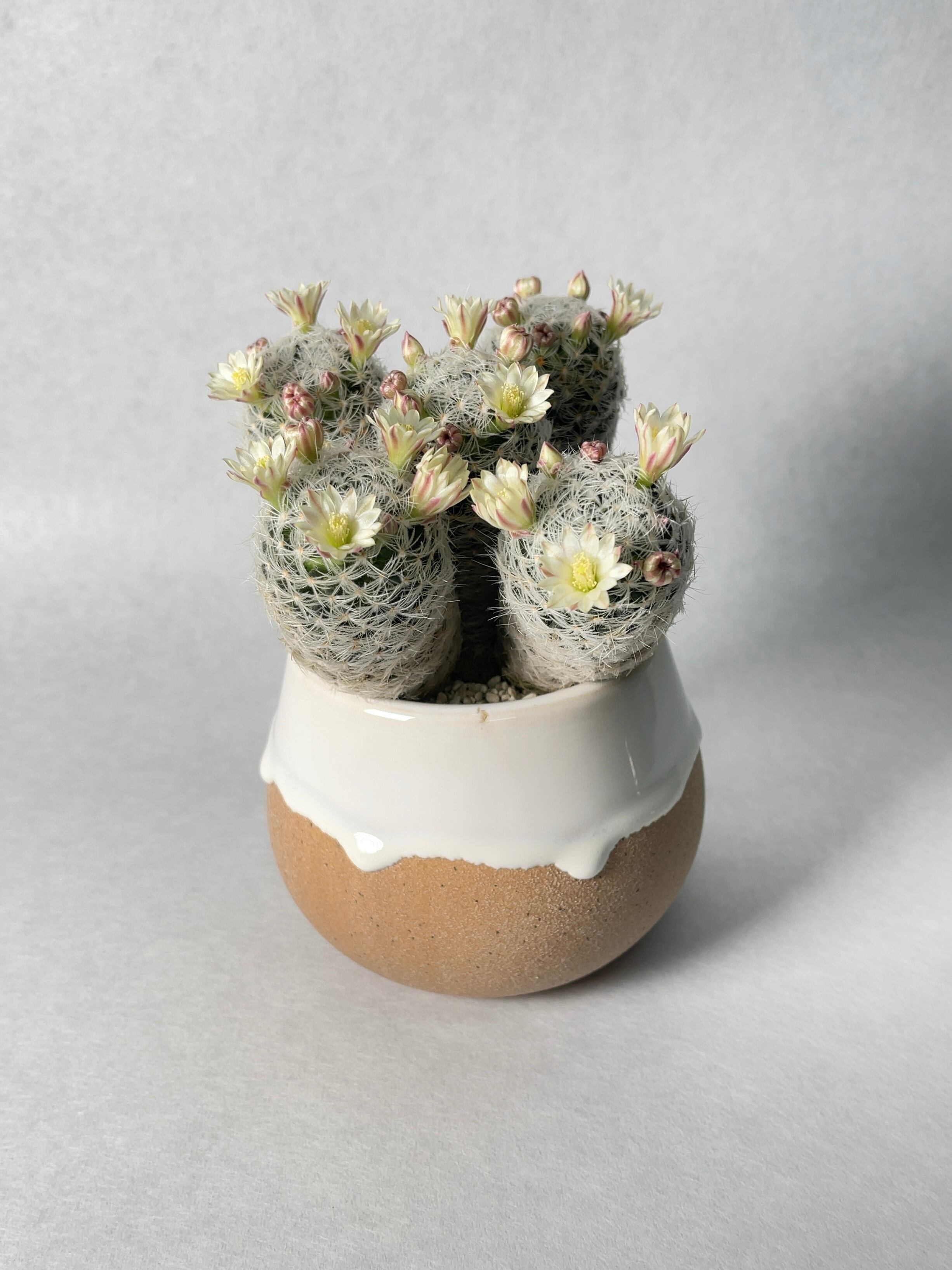 マミラリア・デュエイ | trigger