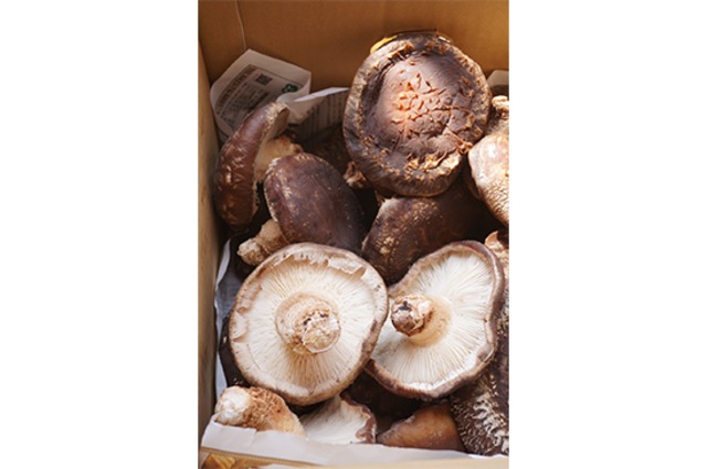 【肉厚ぷりぷり】原木椎茸・200g