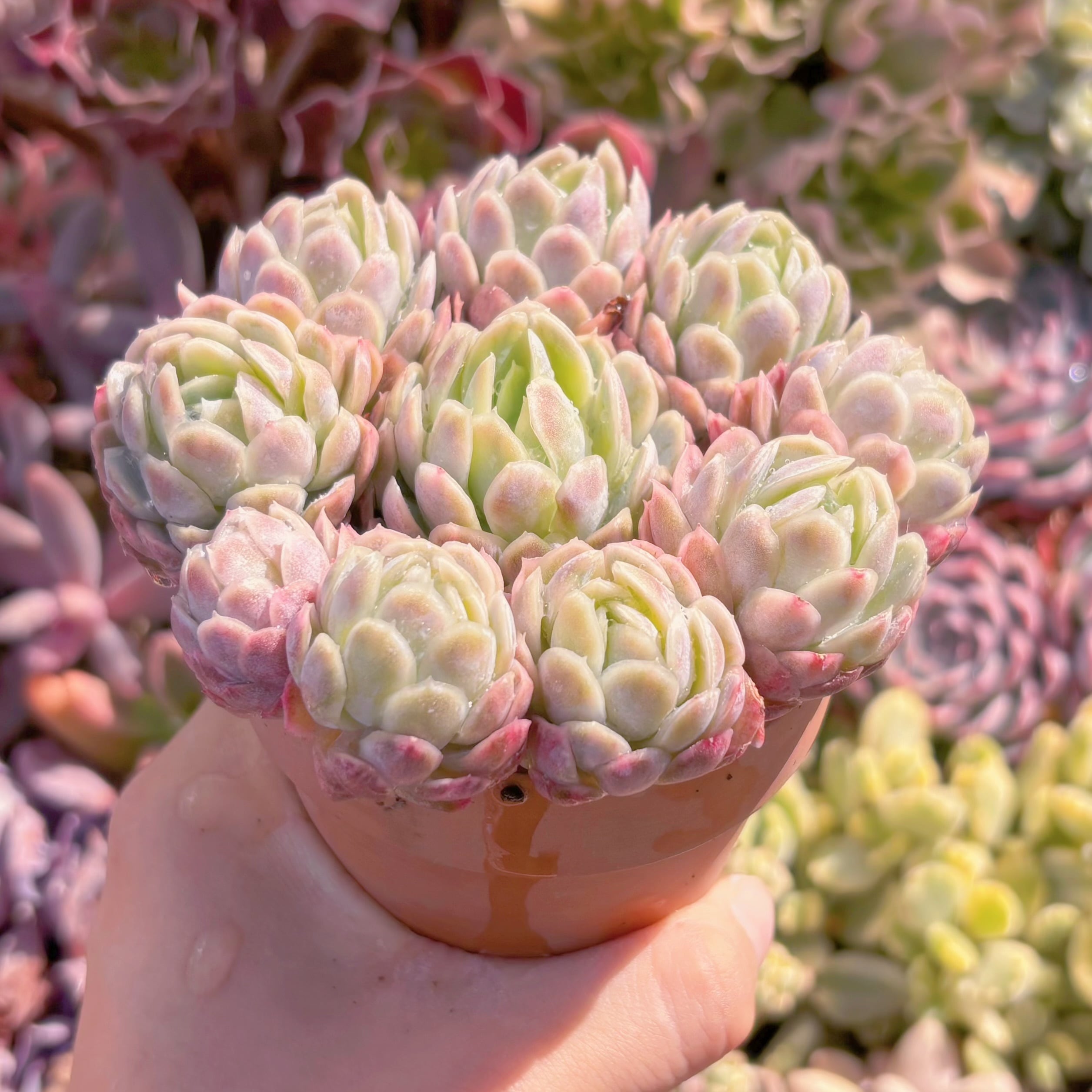 多肉植物 ラズベリーアイス錦 大群生 るる農園 | るる農園~多肉植物専門