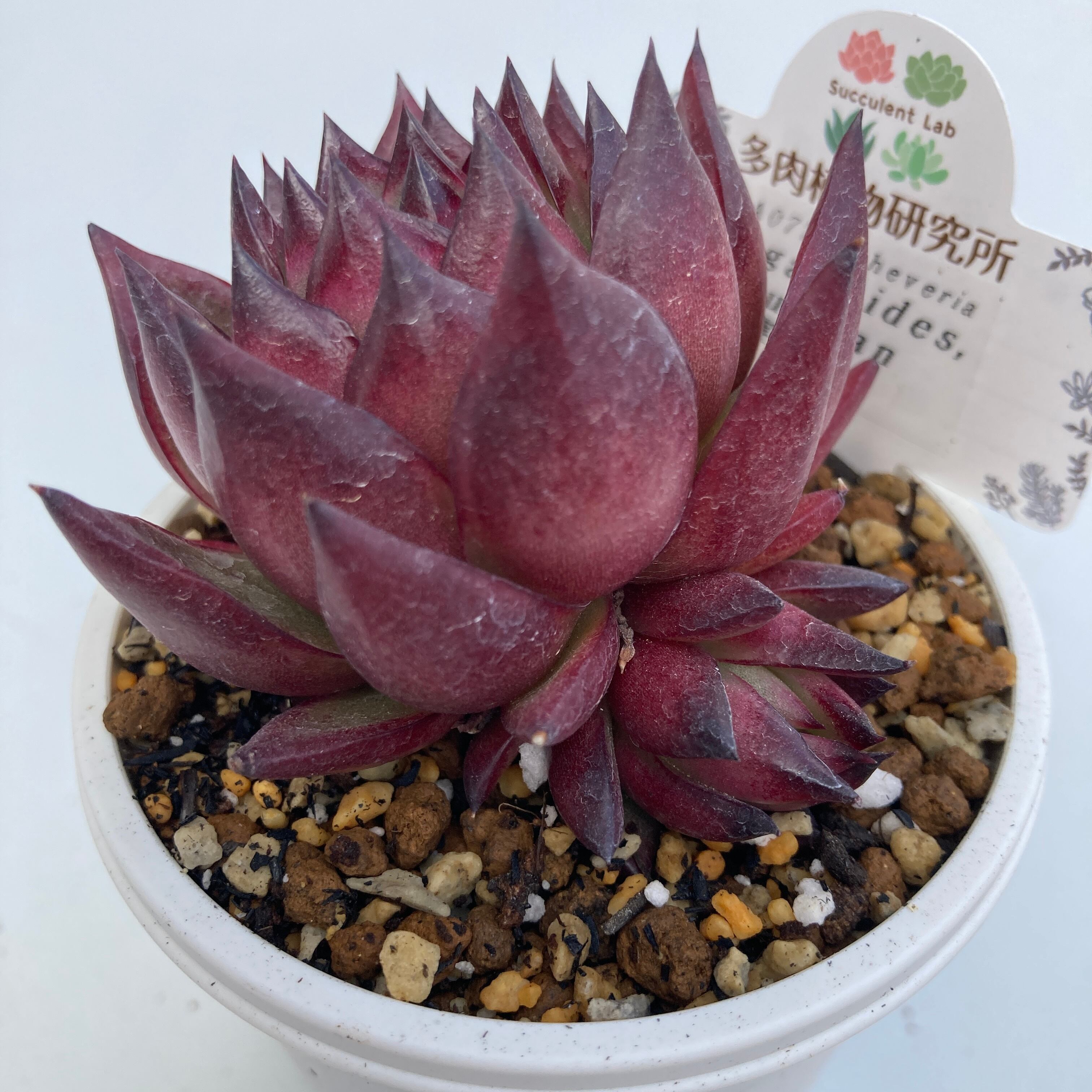 現物商品】ECHEVERIA agavoides - v Tuxpan 原種 実生苗 2.5号 | 多肉