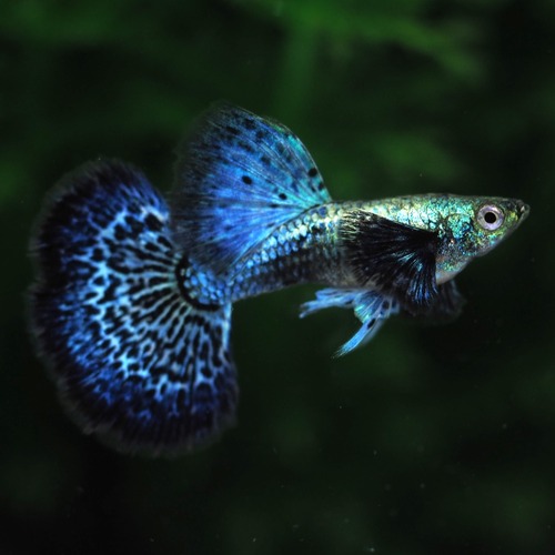 【現物】プラチナブルードラゴン　1ペア＋おまけオス1匹(No.3)