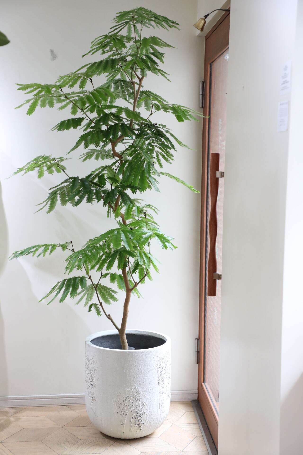 □中・大型植物(80cm~220cm) | 【厳選植物・器】MIDORI DOUMEI 翠堂明