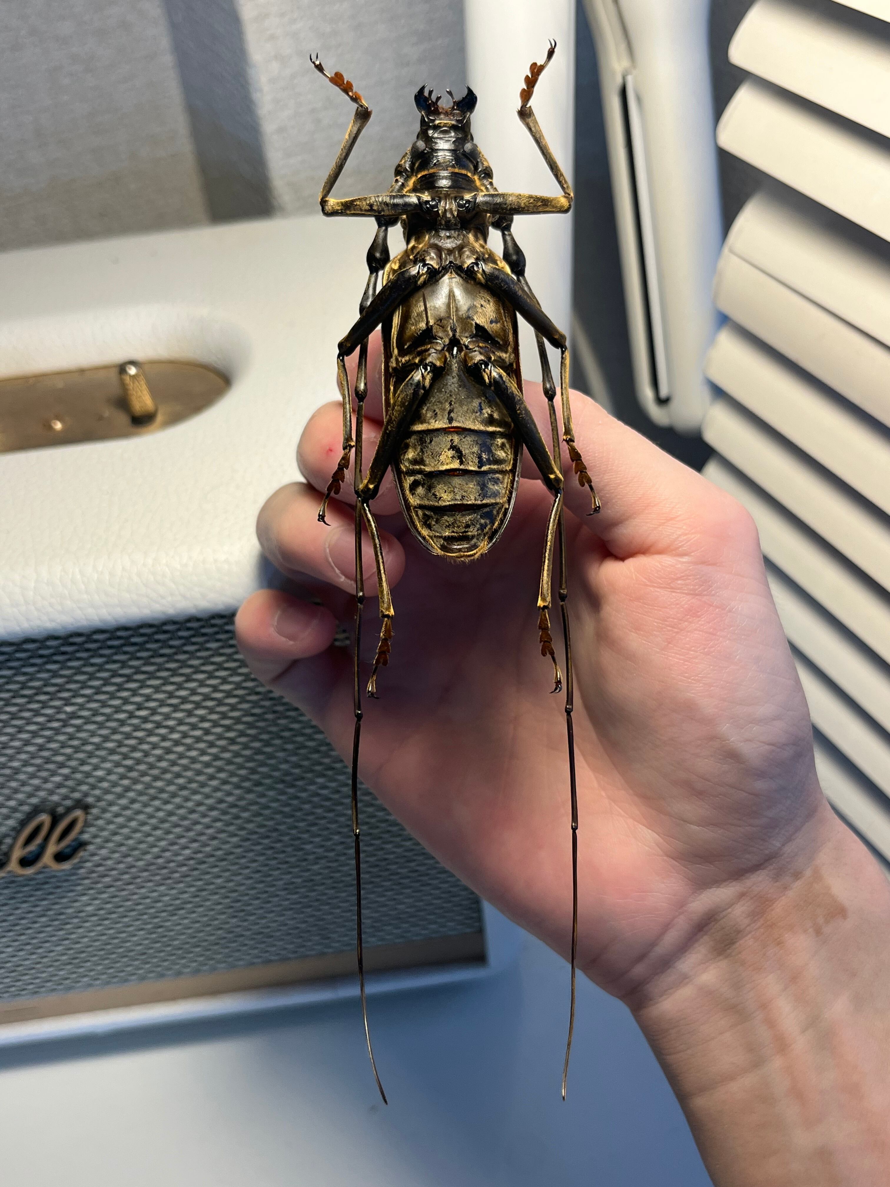 【未展足】オオミヤマカミキリ♀標本 カミキリムシ Xixuthrus 天牛 極BIG】オオミヤマカミキリ♂ 標本 カミキリムシ Xixuthrus 天牛