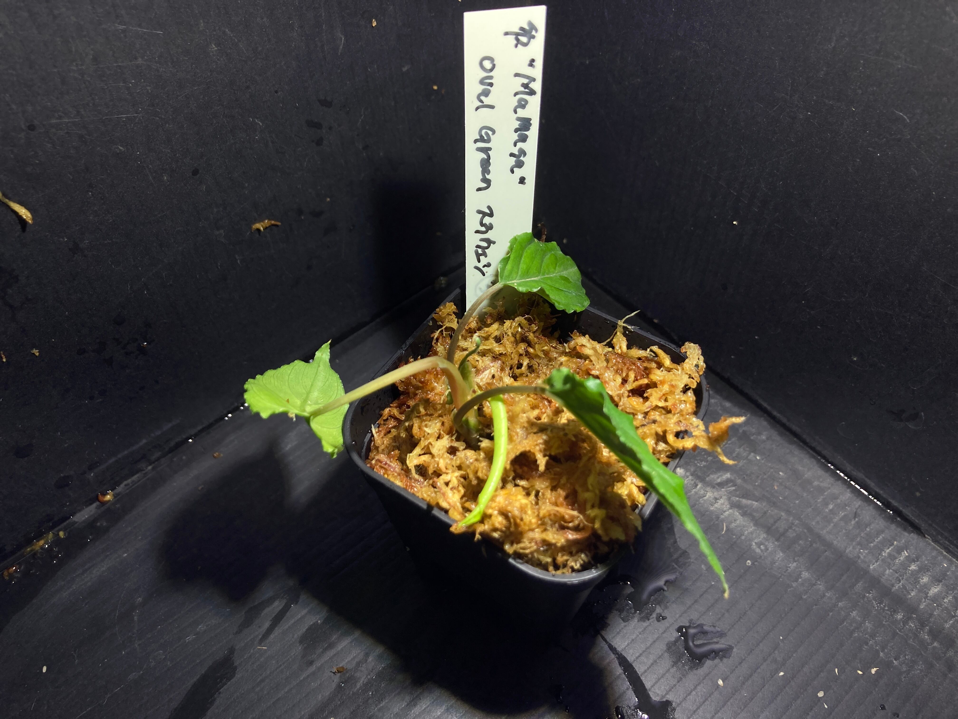 ホマロメナ sp mamasa ovalgreen Sulawesi カミハタ便 ホマロメナ sp