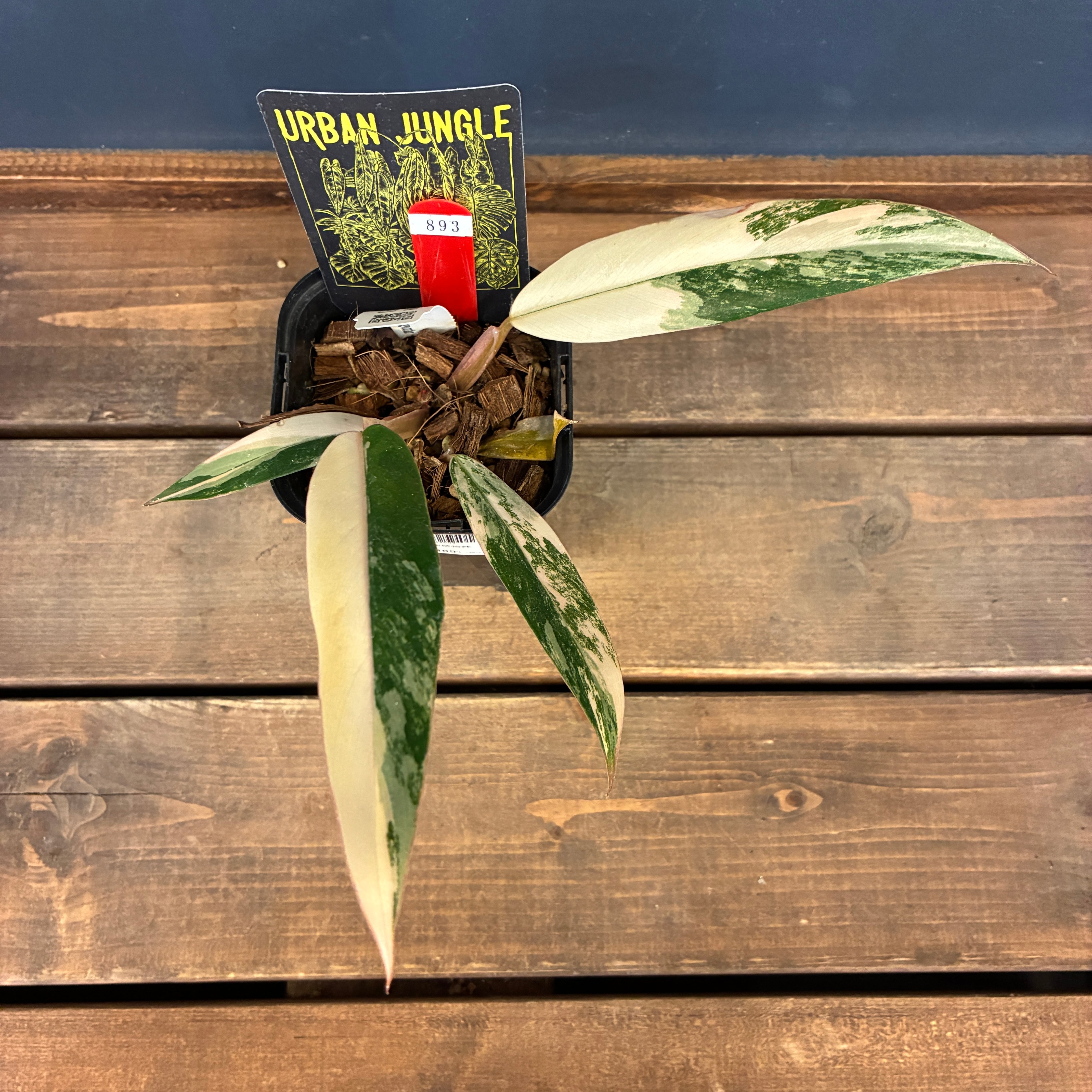 フィロデンドロン キャラメルマーブル A01 【Monstera モンステラ 】 レアアロイドフェア対象商品】【UJ】フィロデンドロン キャラメル