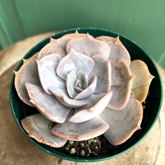 ポルックス Echeveria 'Pollux'