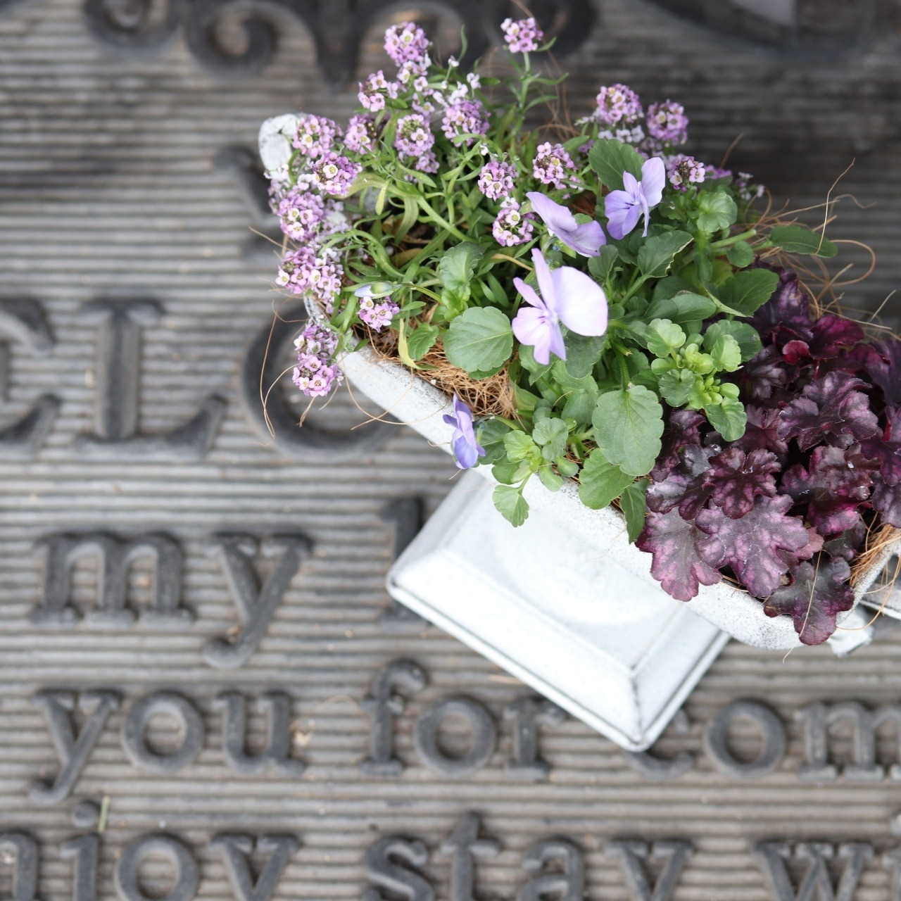秋冬に楽しむ寄せ植え｜届いてすぐ玄関に飾れる 　ビオラふじいろももかカップ