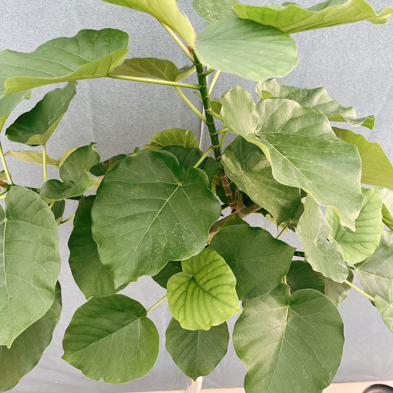 ［現品］20番　フィカス　ウンベラータ　8号　観葉植物　室内　ゴムの木　人気 現品］20番 フィカス ウンベラータ 8号 観葉植物 室内 ゴムの木 人気