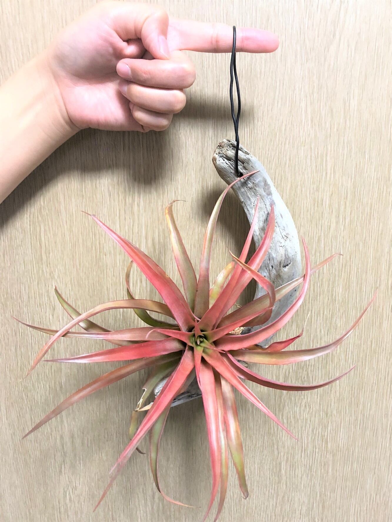 Tillandsia Capitata Red チランジア カピタータレッド 流木付け Plants Maru ー 多肉植物 サボテン 園芸グッズのお店 ー