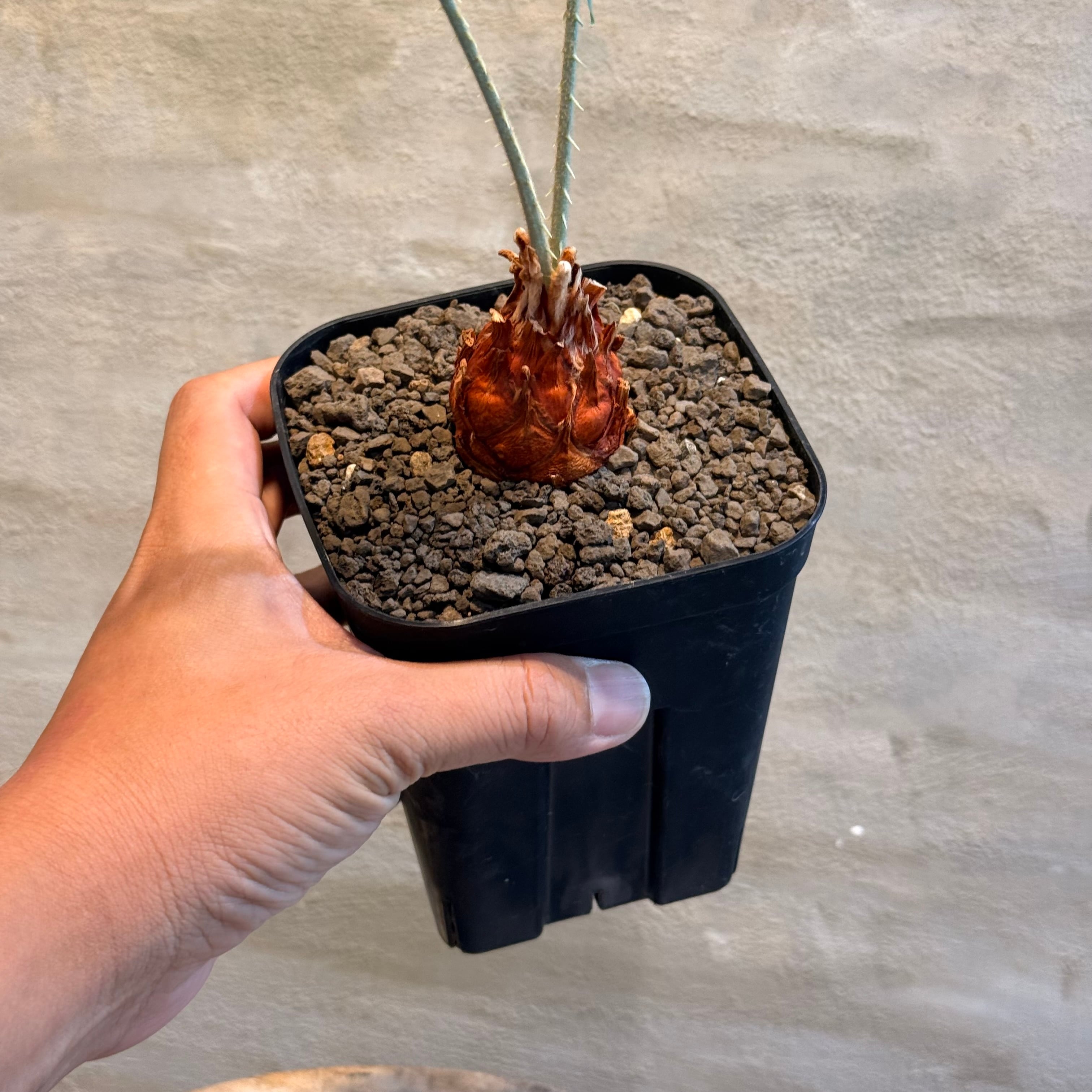 植物】サイカス カイルンシアナ Cycas cairnsiana | A-PLANTS