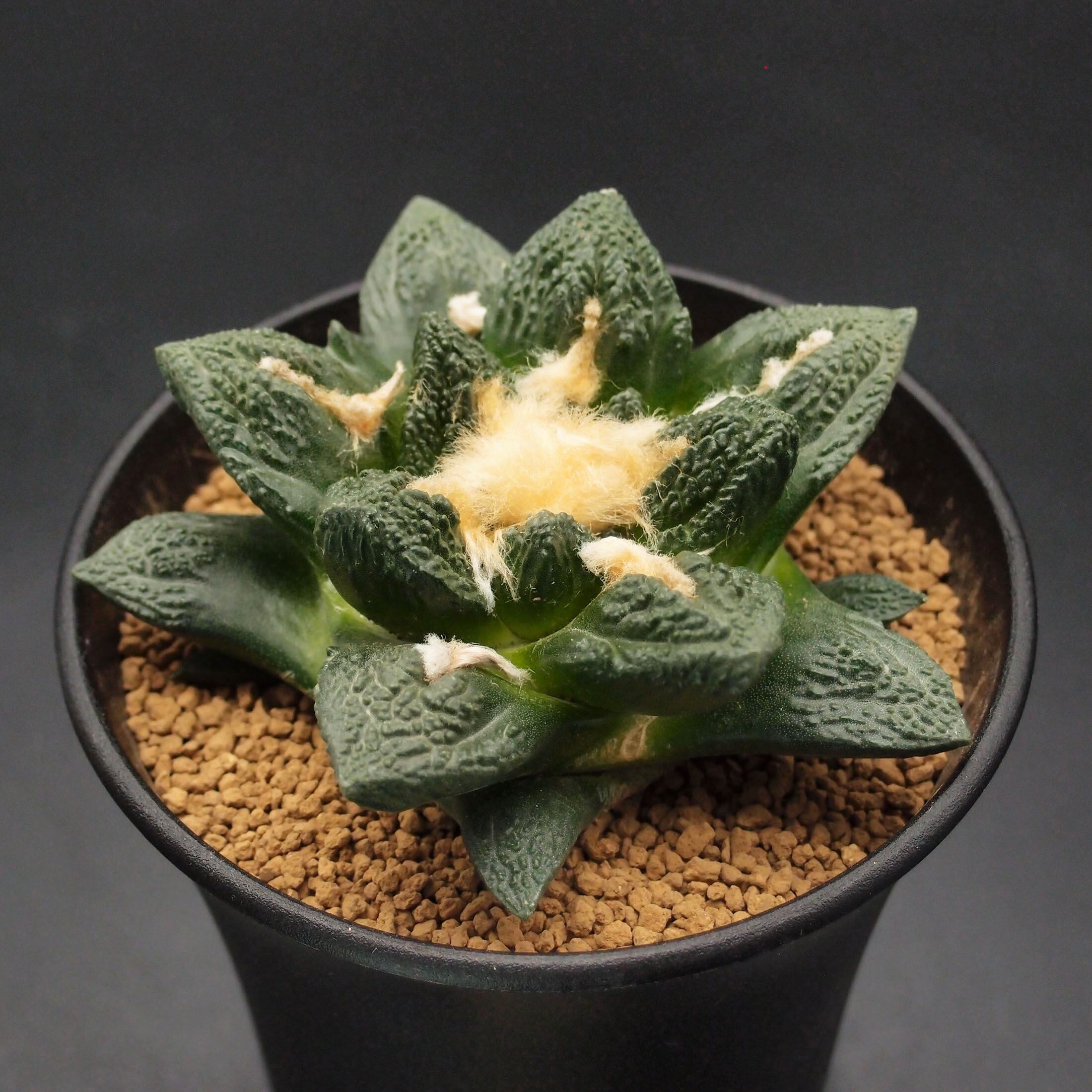 B*k様 亀甲牡丹ヒント二ー 実生 鉢植え メルカリ便送料込み B*k様 亀甲牡丹ヒント二ー 実生 鉢植え メルカリ便送料込み