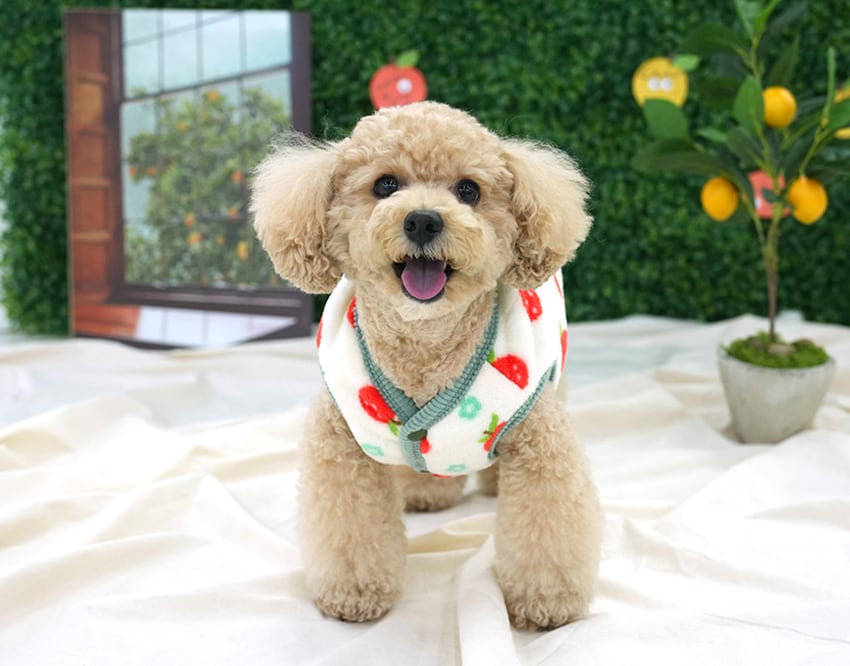 tangerine reversible vest S ~ 2XL 2color  /  犬服 秋冬 新作 リバーシブル ベスト アウター ふわふわ もこもこ 暖かい 可愛い 犬の服 トップス お揃い ドッグウェア シンプル