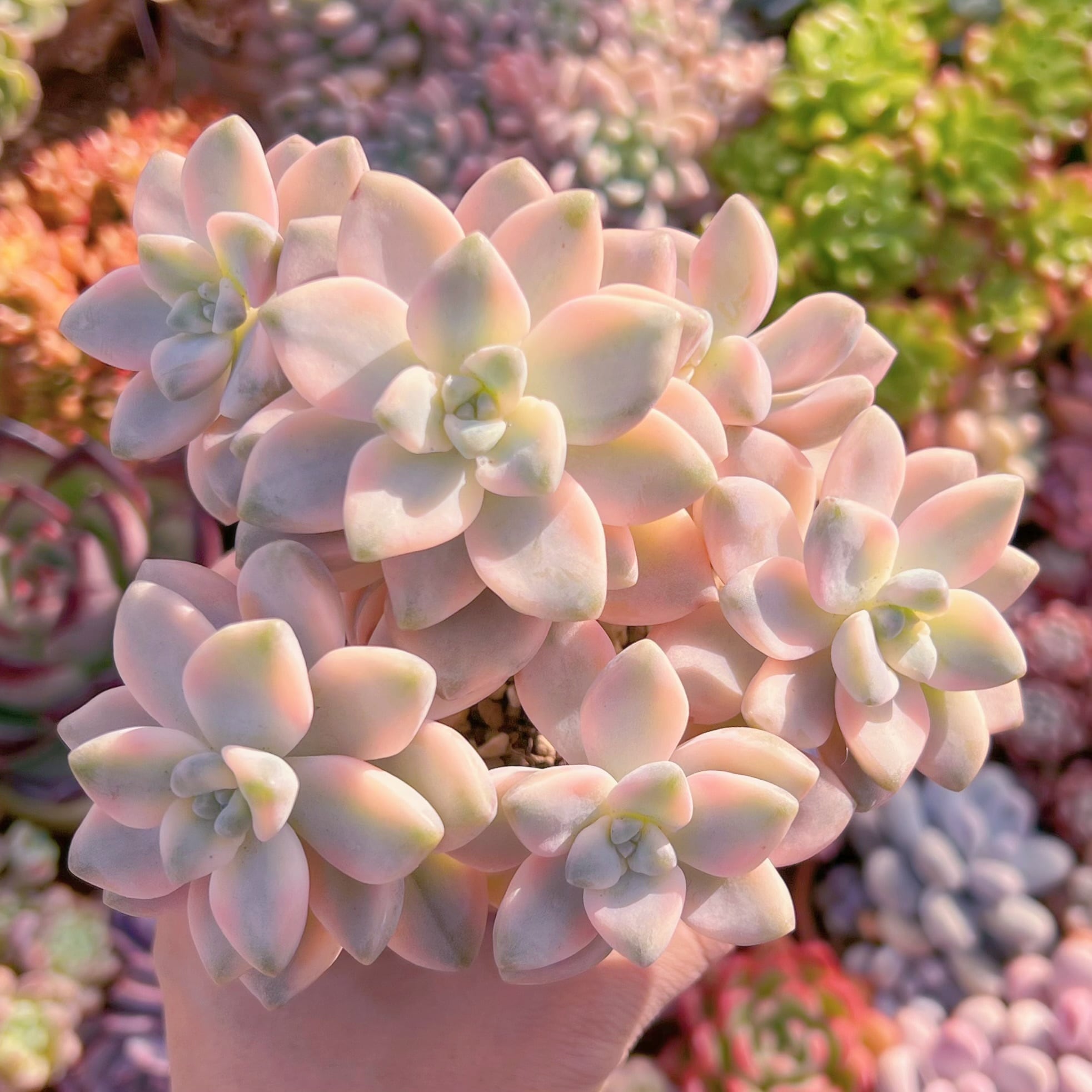 多肉植物　杏子美人錦　群生　新入荷　るる農園