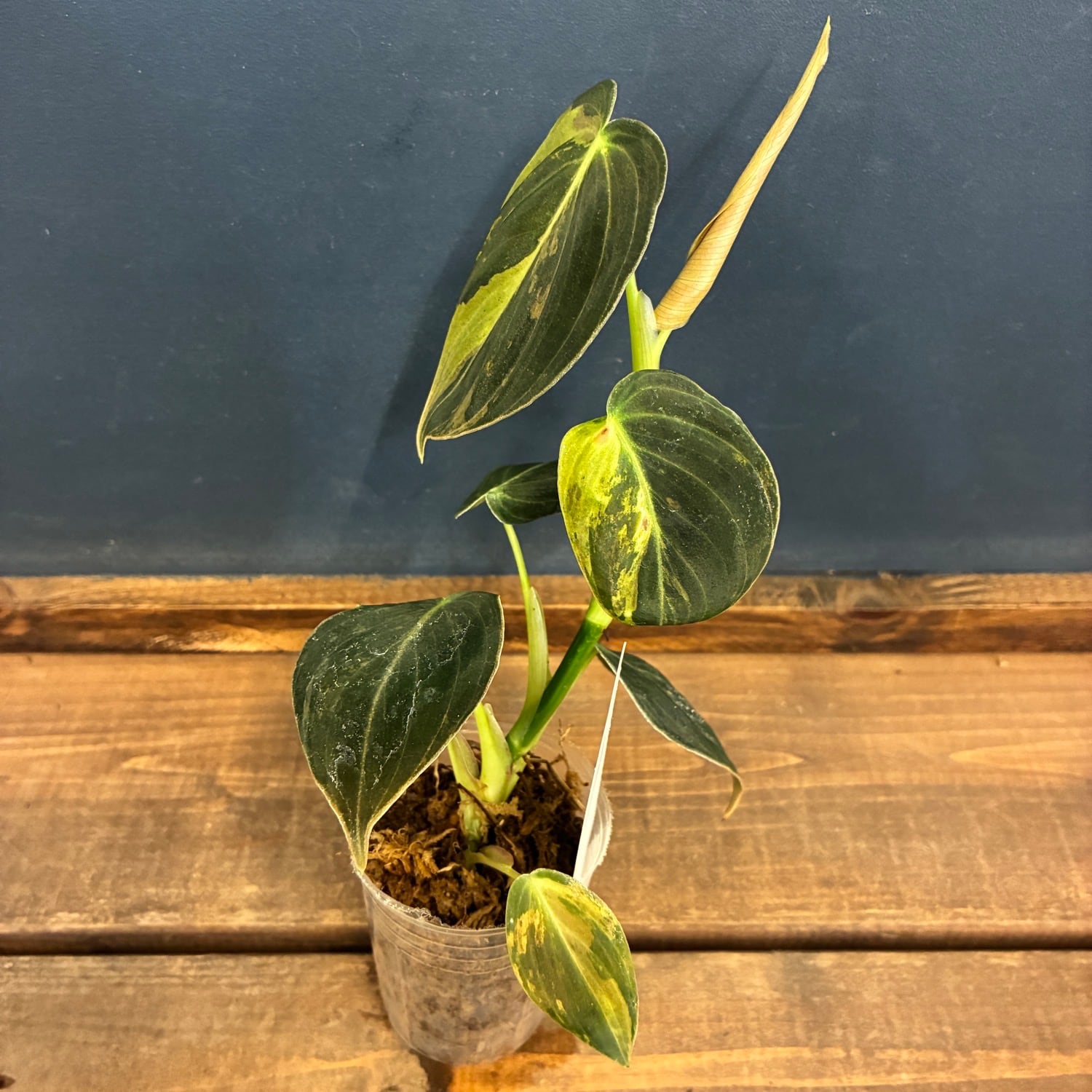 JN】フィロデンドロン メラノクリサム 斑入り【218】 | PROTOLEAF