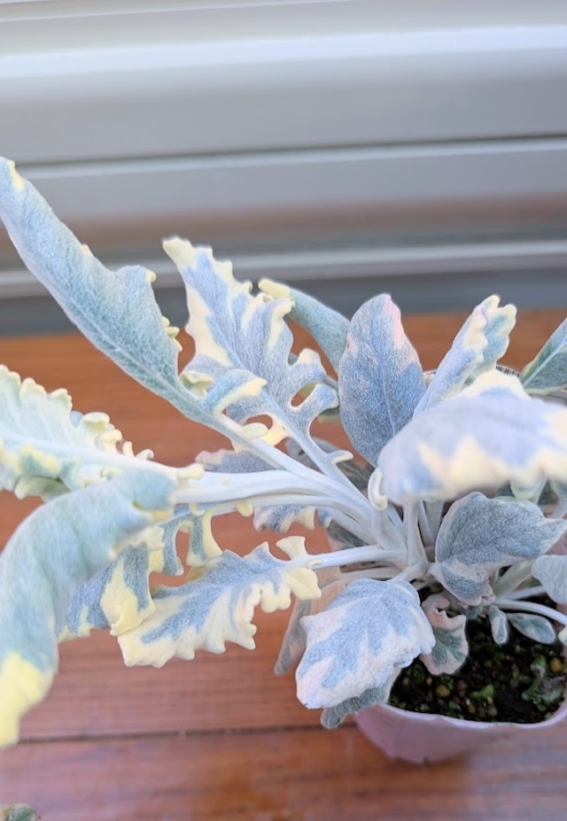 セネシオ『バニラッテ』　2.5号ポット　１苗