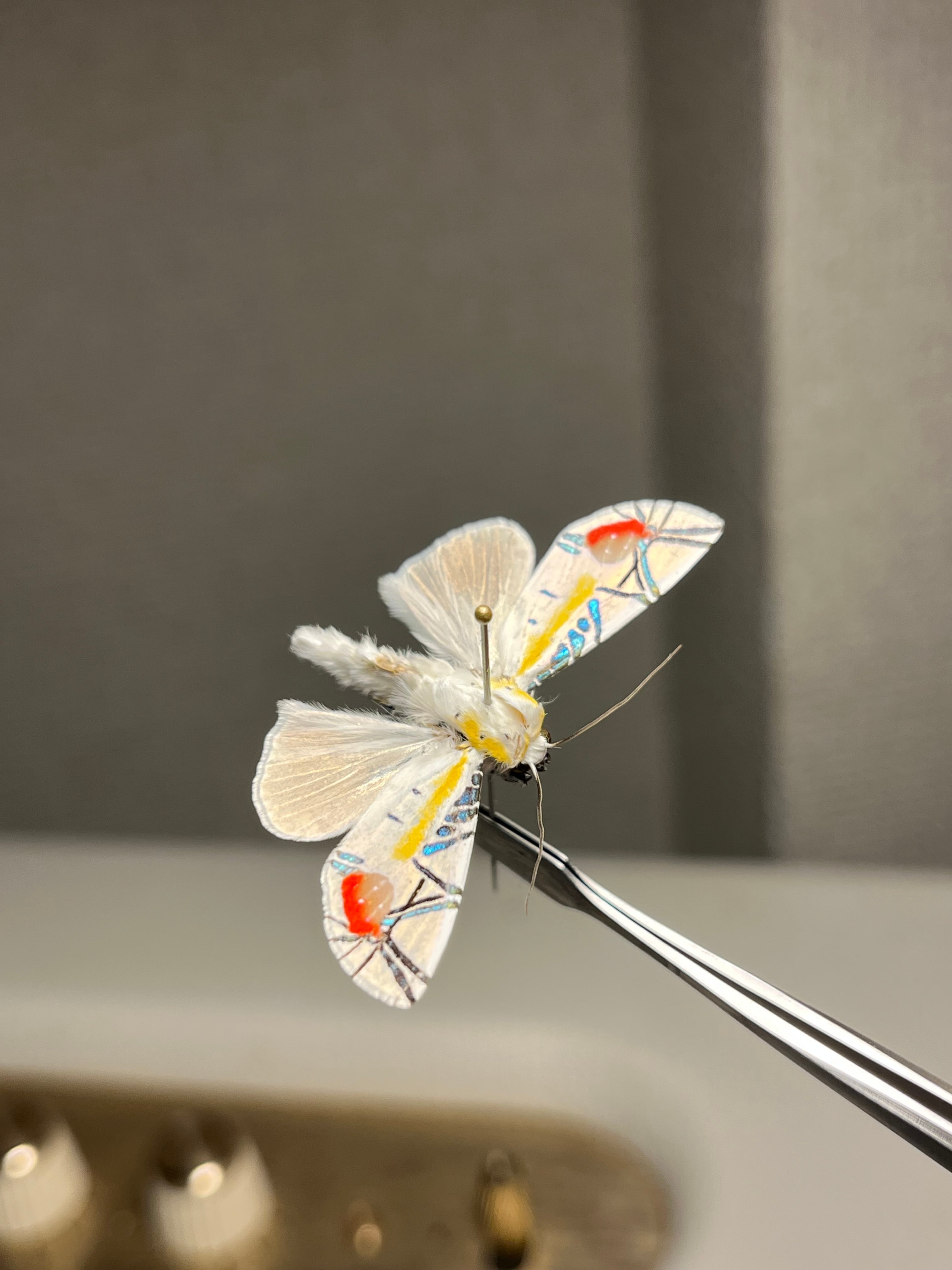発色良好】ピカソモスタナバタユタカヤガ蛾ルナモスミズアオモルフォ