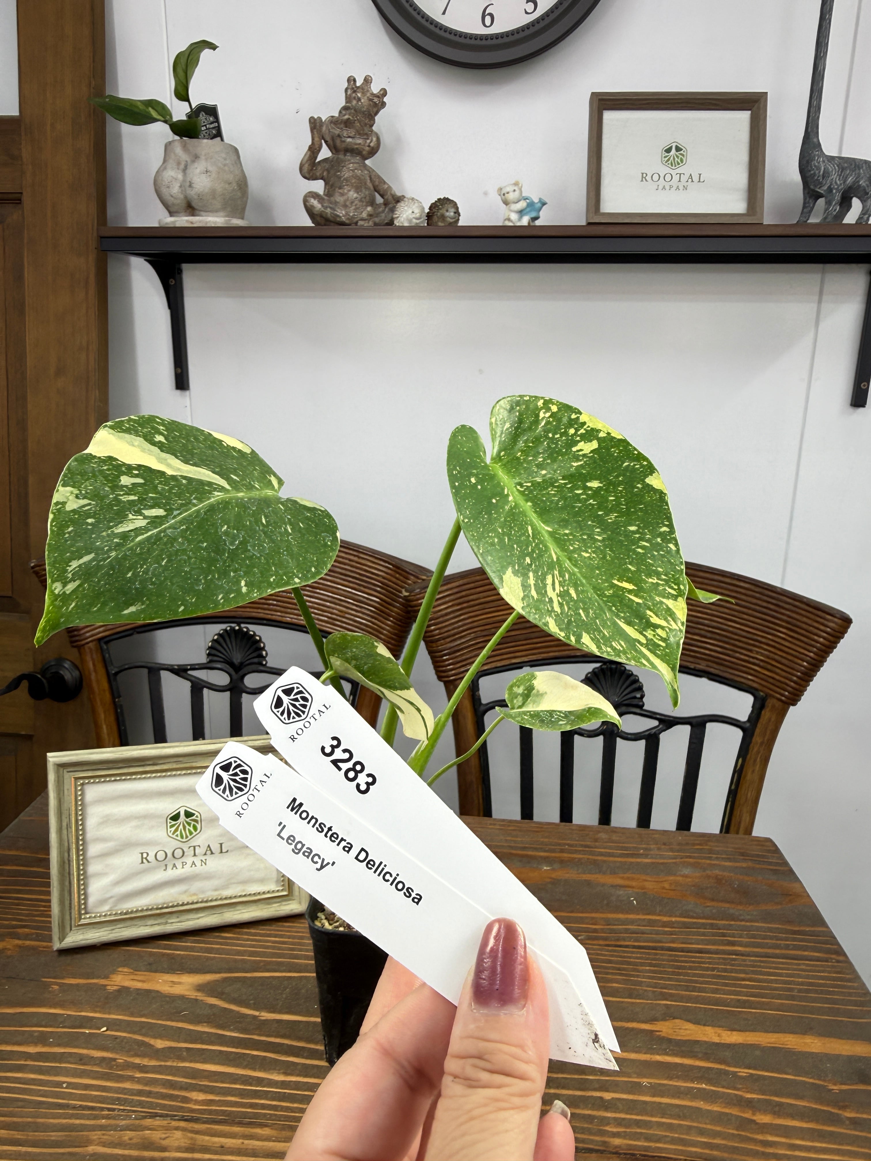 モンステラ | ROOTALPLANTS モンステラ | ROOTALPLANTS