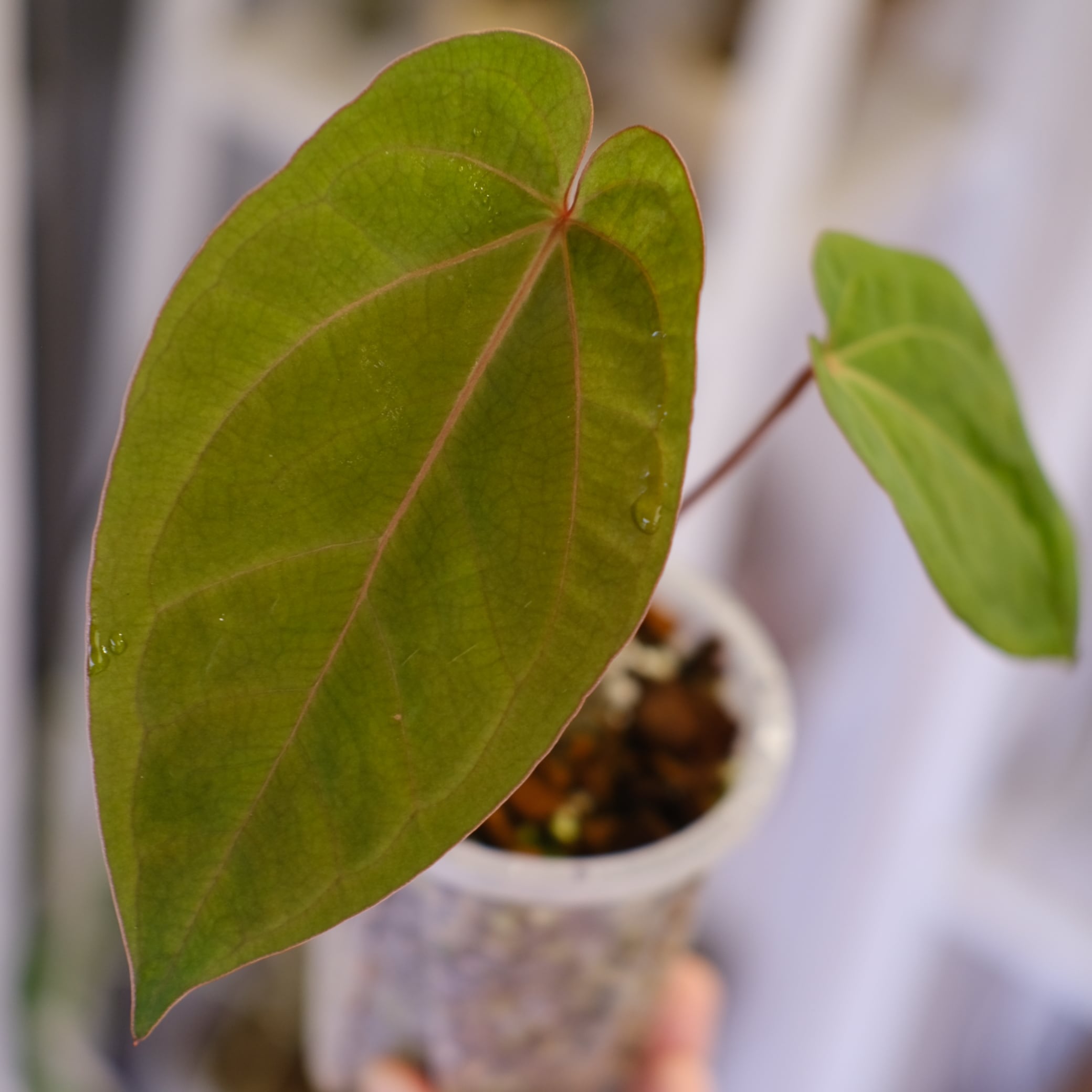 Anthurium BVEP Scott × BVEP Tezula｜実生・アンスリウム｜観葉植物