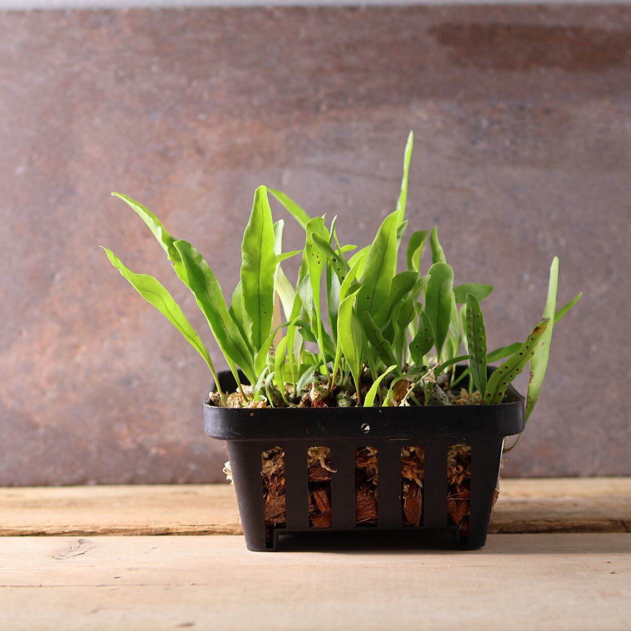 レカノプテリス　ロマリオイデス　2年管理 レカノプテリス ロマリオイデス 2年管理