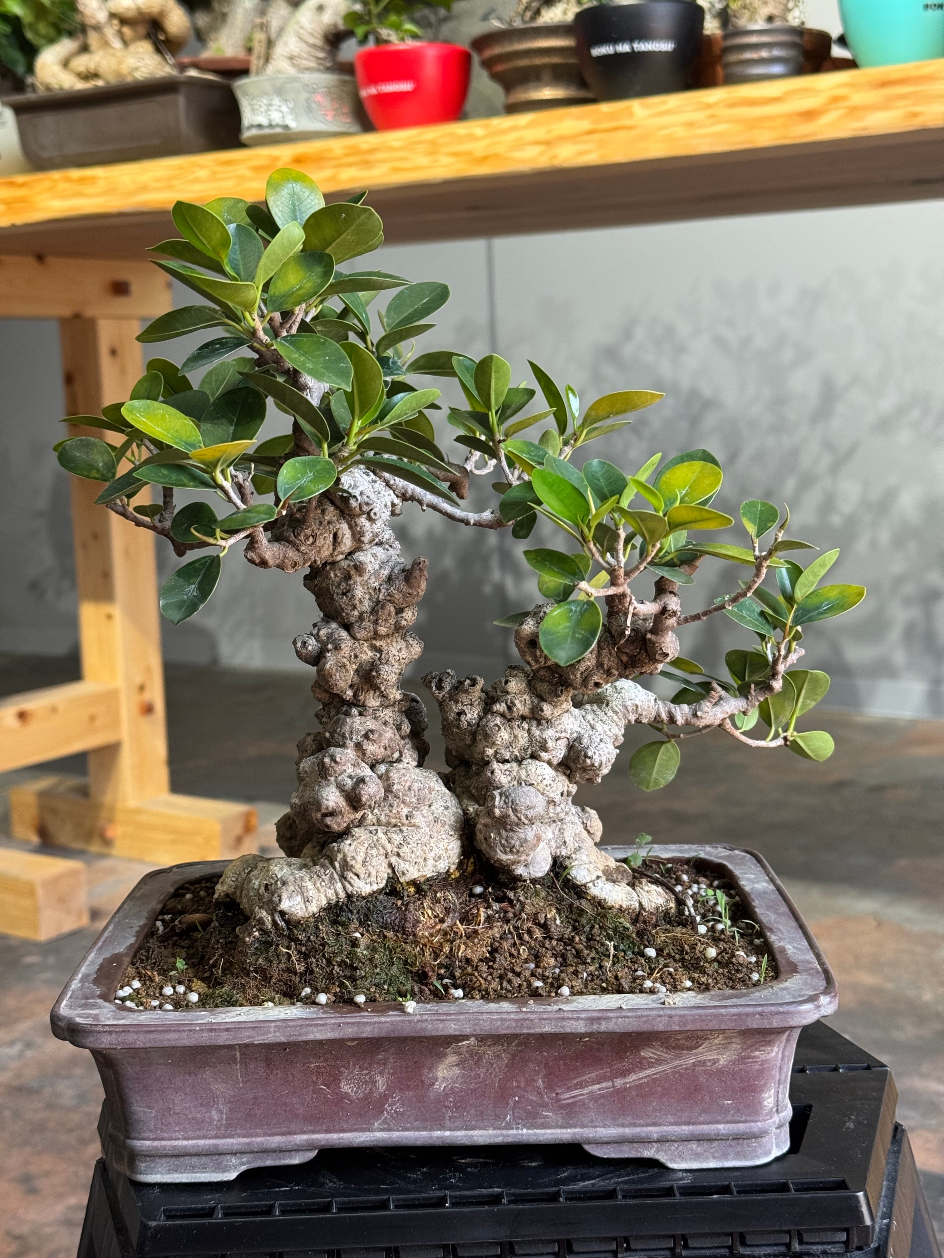 琉球盆栽】Ficus microcarpa【極上のイボガジュマル】 | 青坊主-aobouzu-
