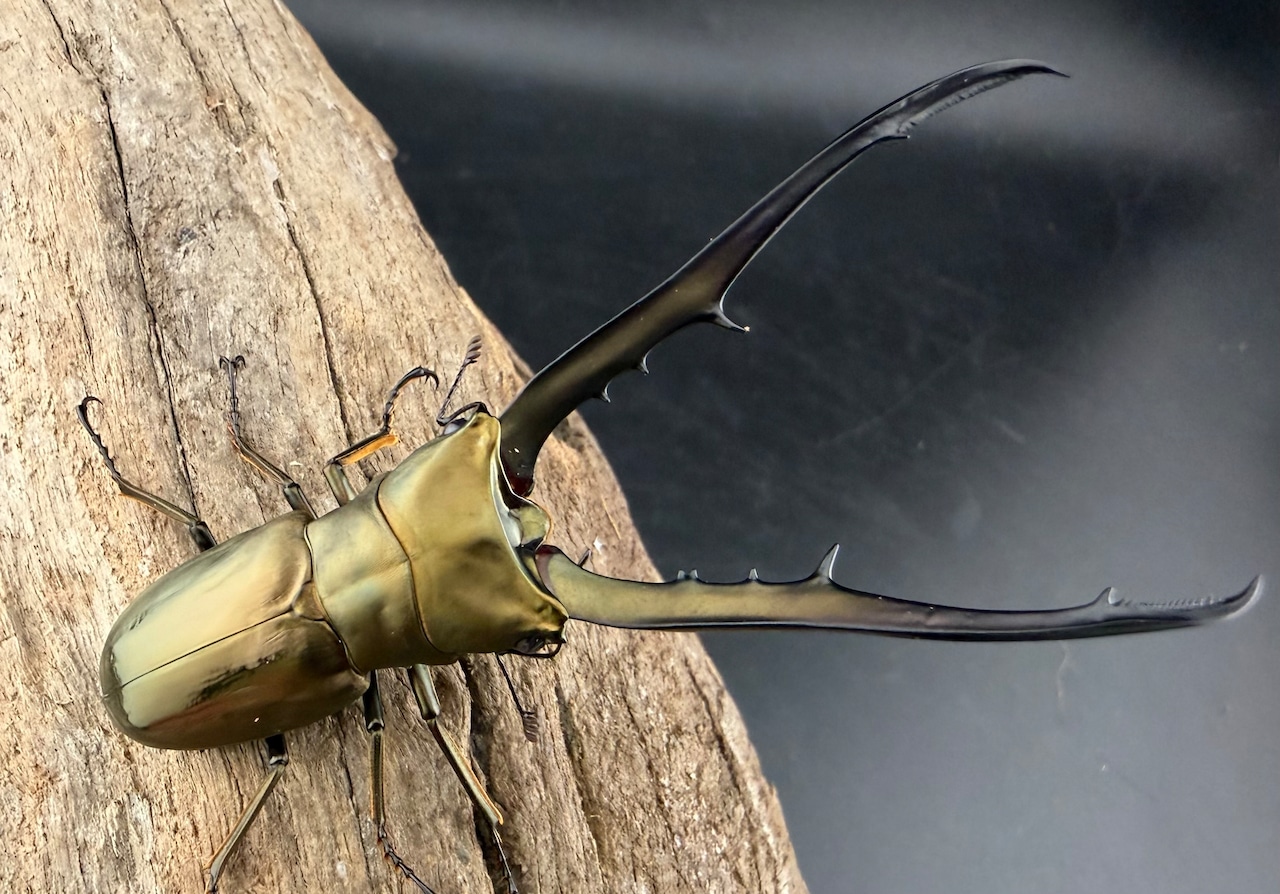 《メタリフェルホソアカ亜種イソガイ 76.5mm ペア》