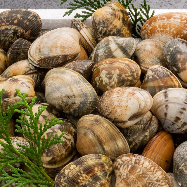 2026年2月13日（金）発送【畜養】活あさり 2kg