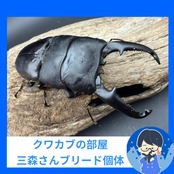 【赤目】《パラワンオオヒラタクワガタ レッドアイ 103mm ペア》クワカブの部屋三森氏ブリード個体