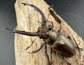 【WD】《ビタリスミヤマクワガタ 72mm ペア》