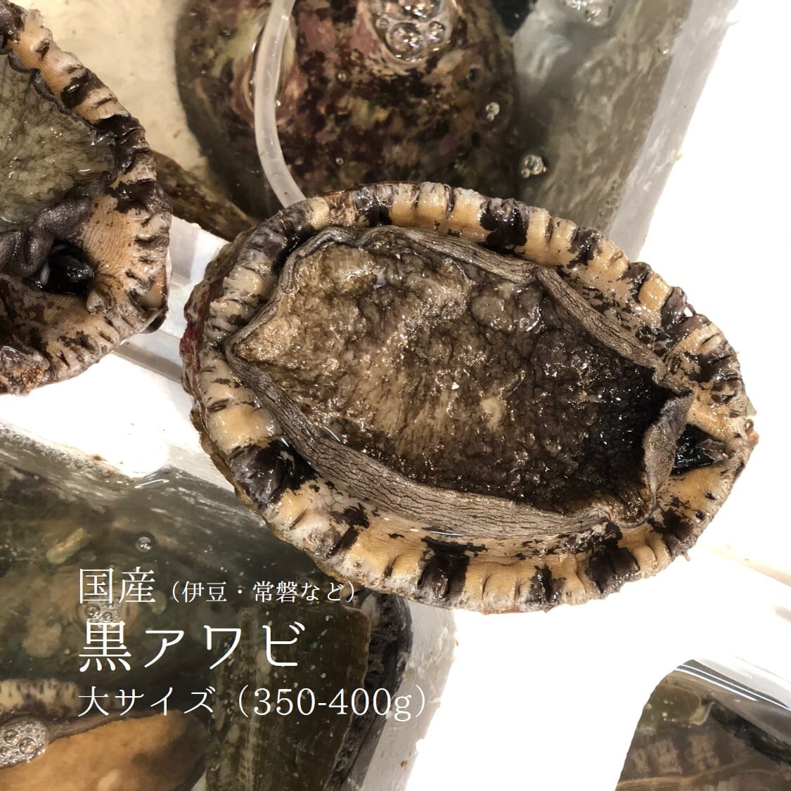 活 天然黒アワビ 1個350/400gサイズ 国産(伊豆/常磐/福岡/新潟など)【黒鮑350/400gx1個】冷蔵 豊洲直送