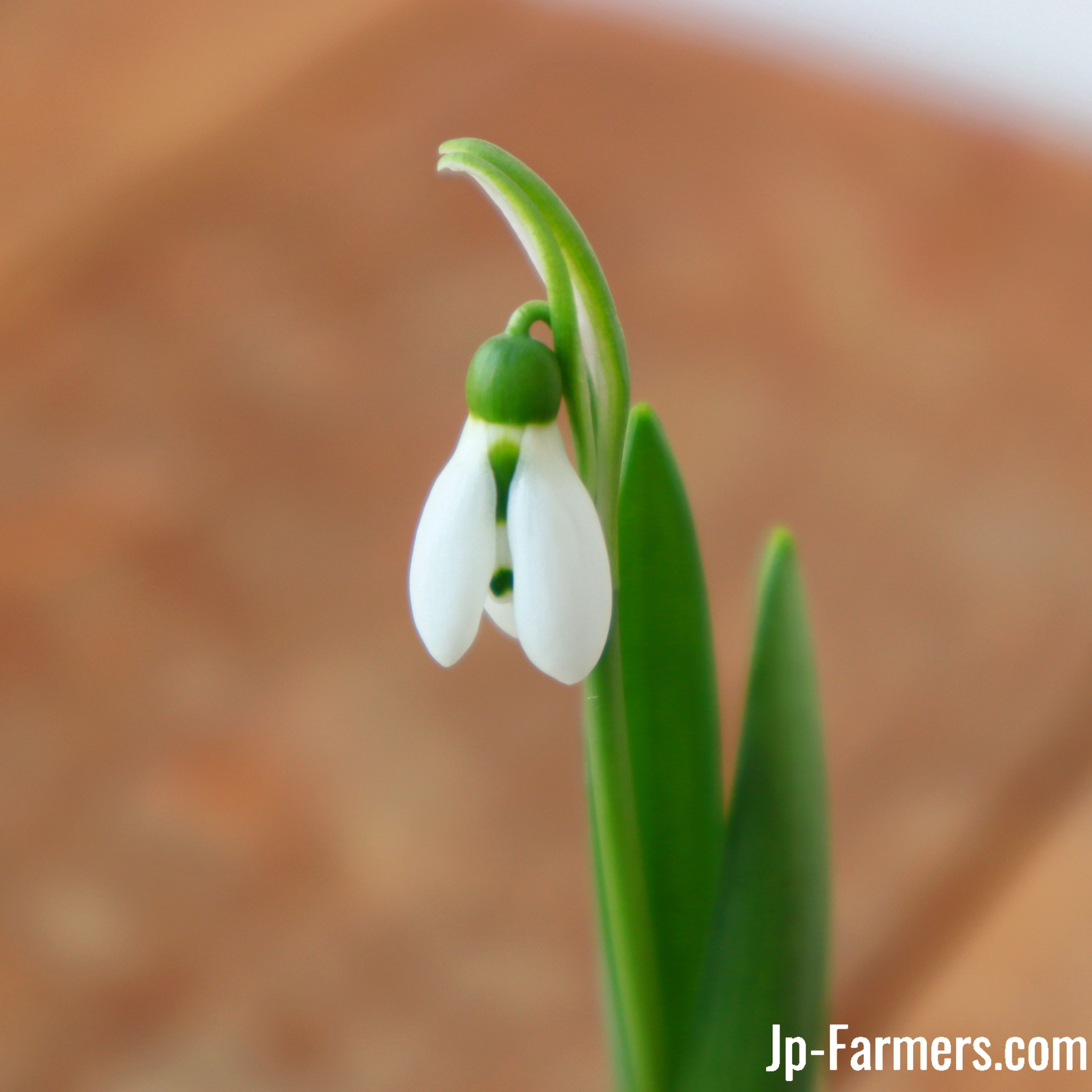 歴史ある産地！JA高岡農協 球根付きスノードロップ 5本（5球） | 新鮮