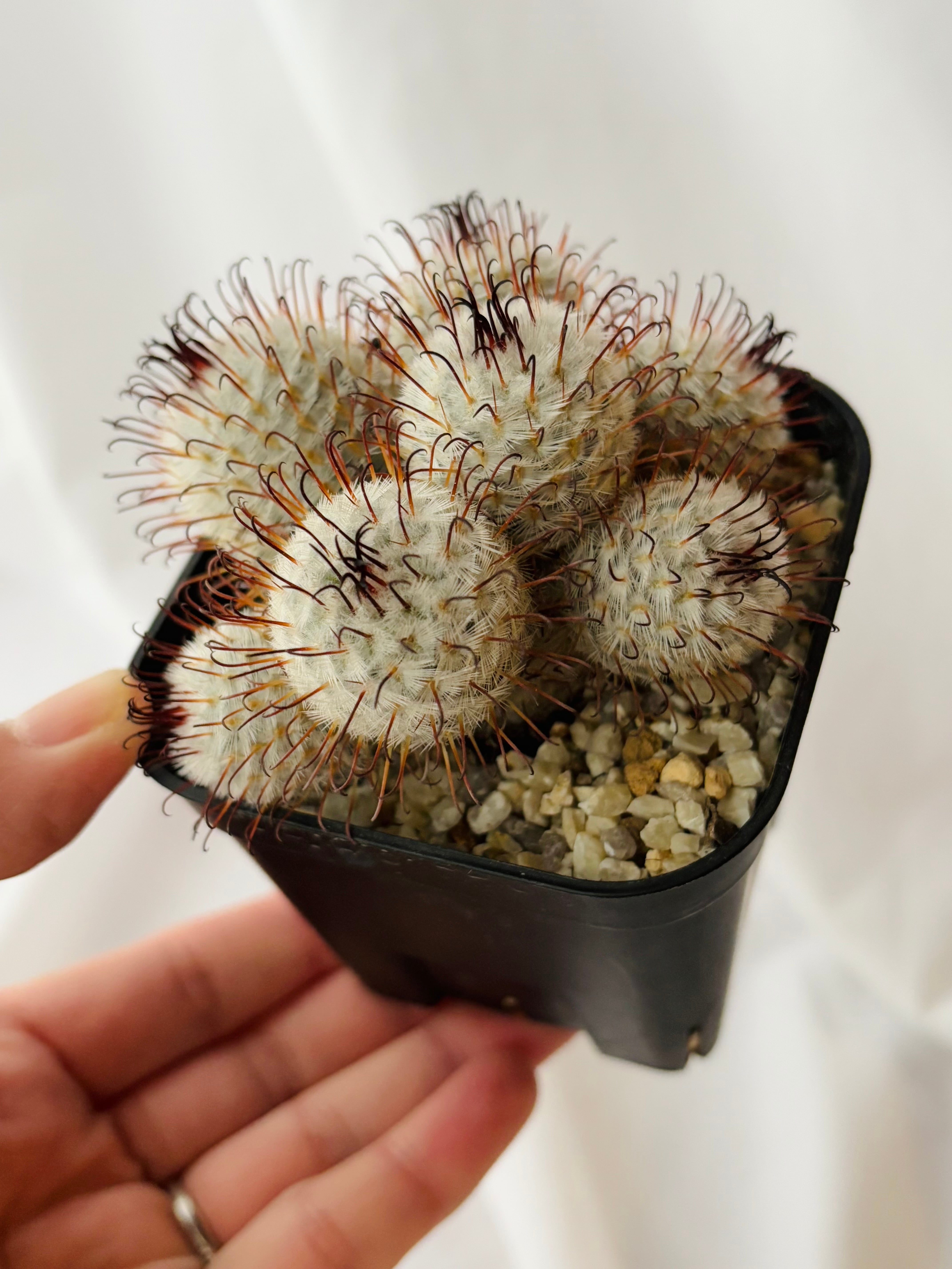 マミラリア　ペレスデラロサエ　実生　群生 Mammillaria perezdelarosae マミラリア ペレスデラロサエ サボテン