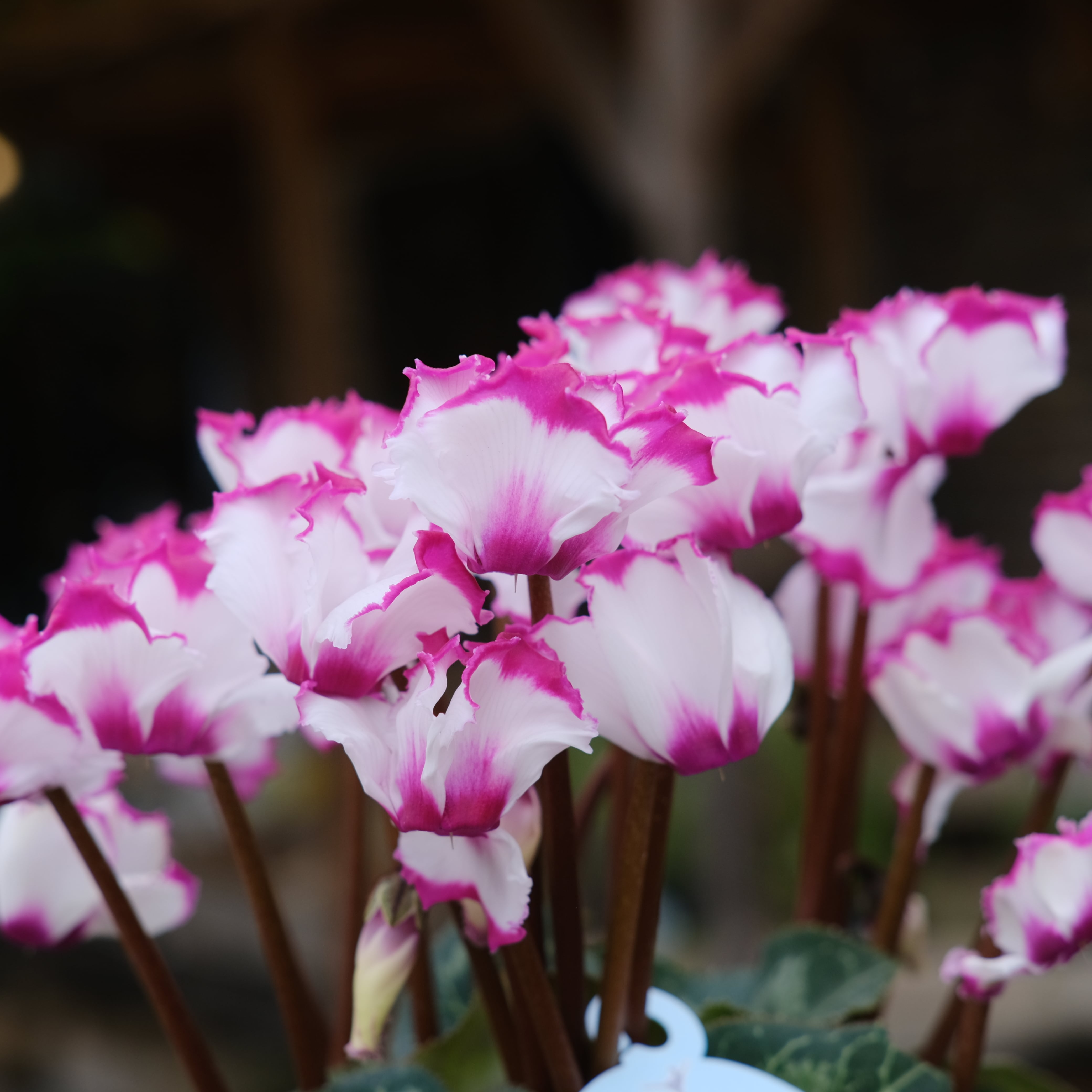 シクラメン チモシリーズ《 ビクトリア 一重 》 | グリーンギャラリー